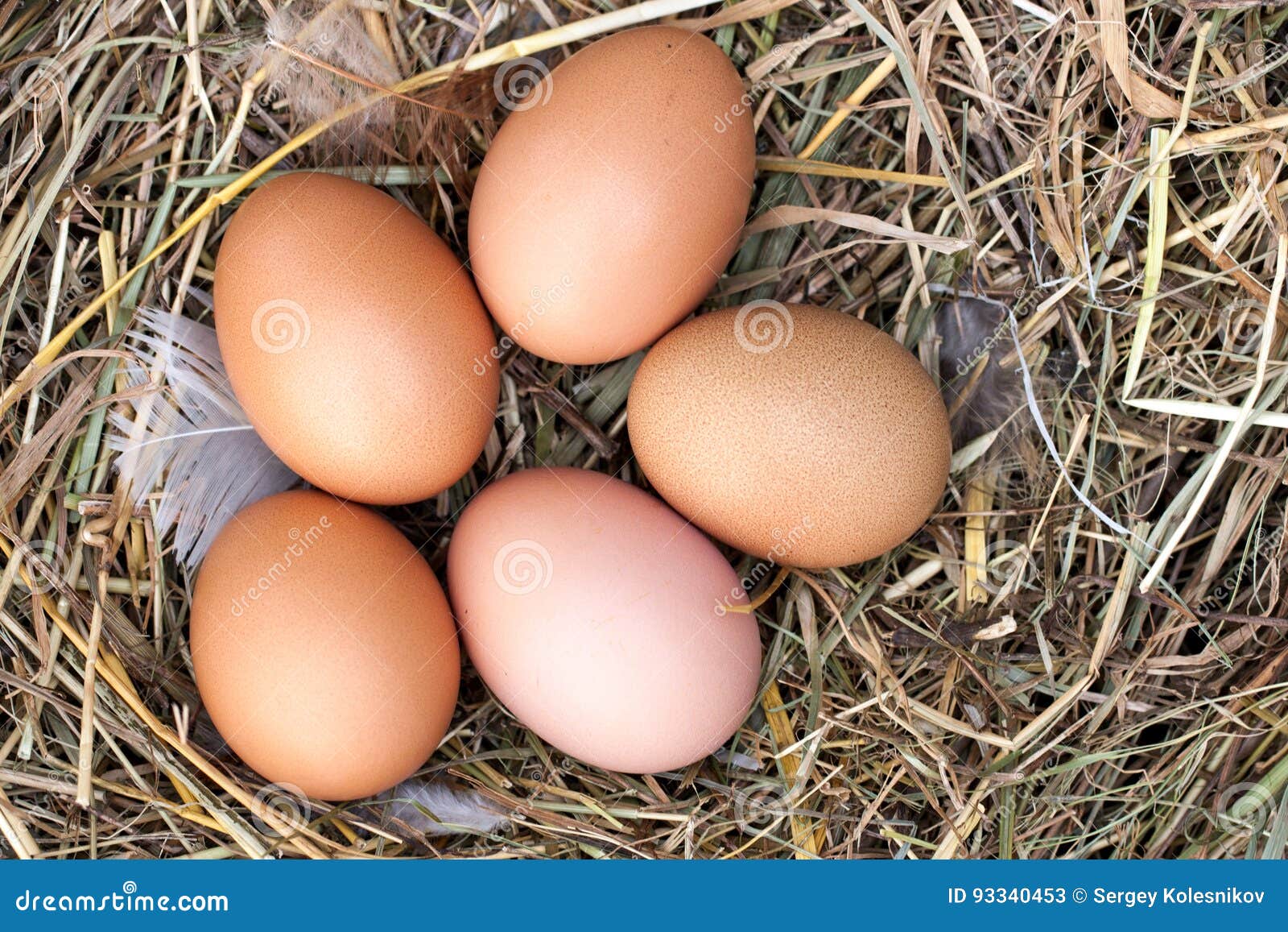 https://thumbs.dreamstime.com/z/five-chicken-eggs-lying-nest-straw-top-view-93340453.jpg