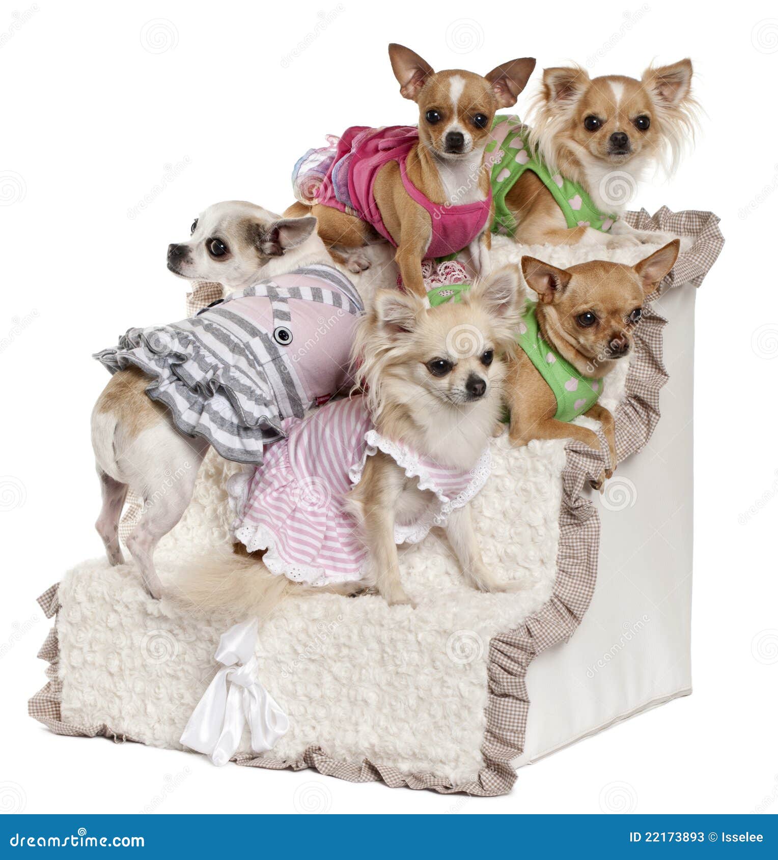 Five Chihuahuas Sitting on Steps Stock Image Image of mammal, five