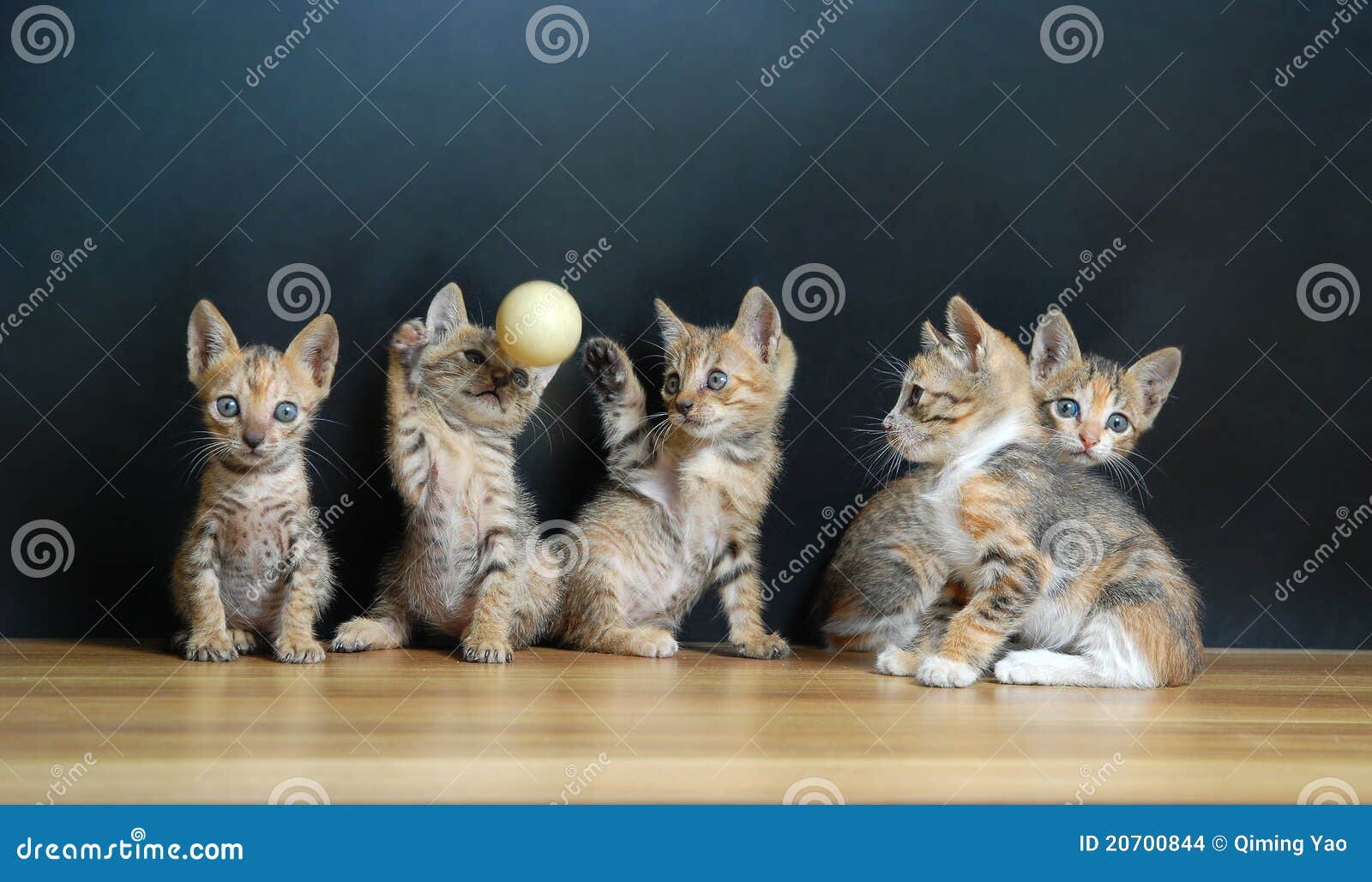 five cute cats