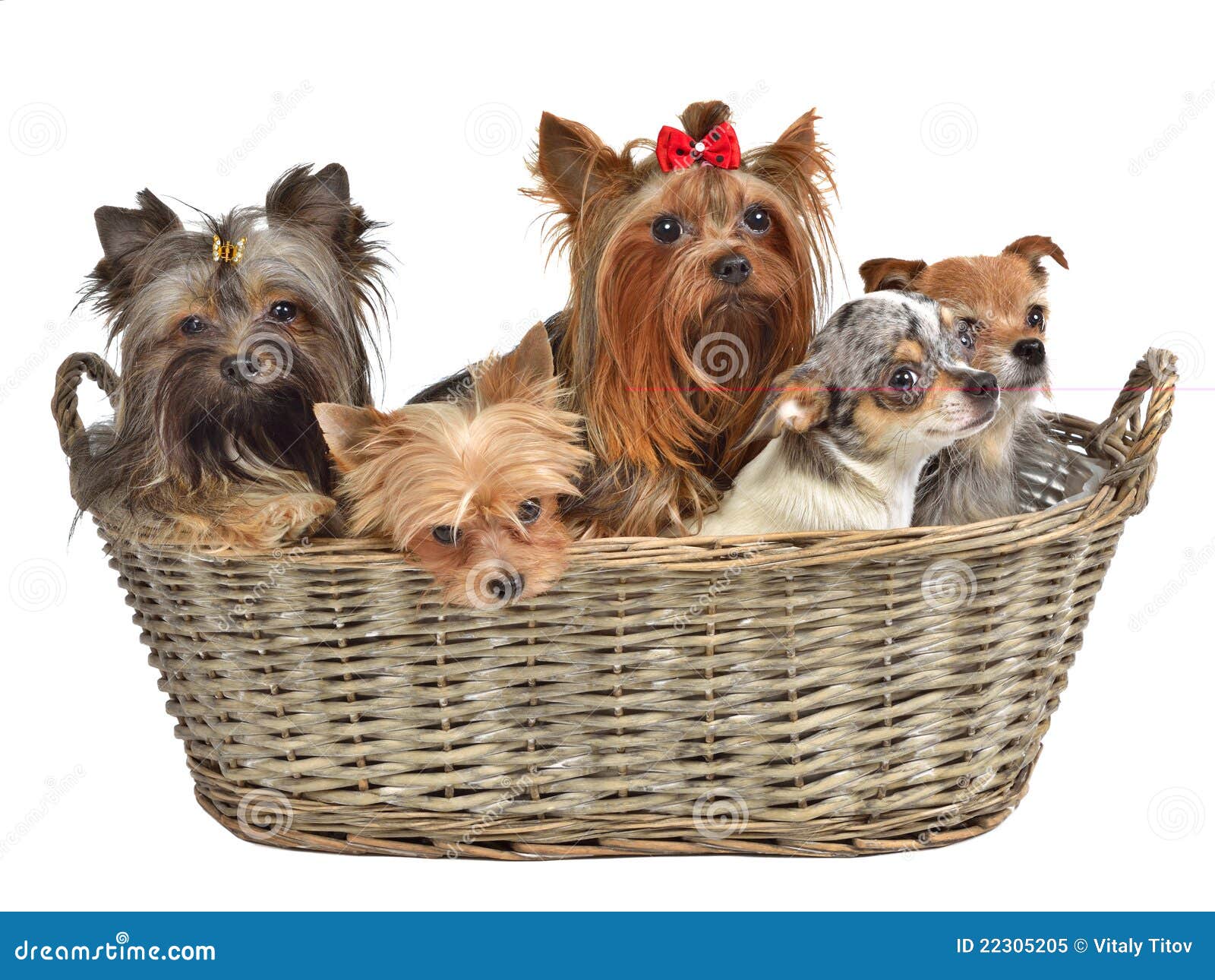 Five cute dogs in a basket stock image. Image of osier 22305205
