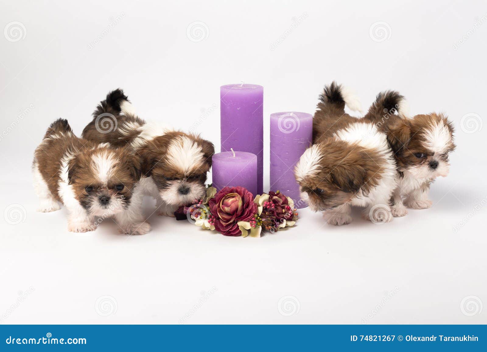 five cute shih-tzu puppies with holliday candles