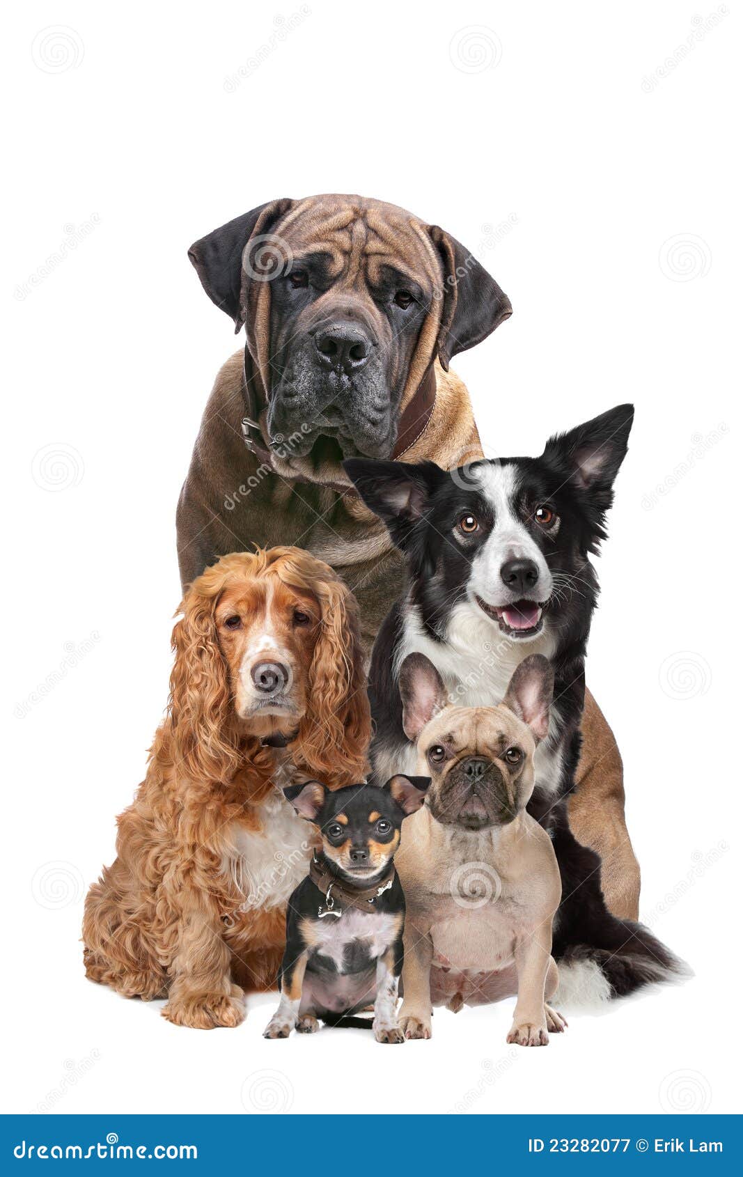 Five dogs stock image. Image of pets, look, african ...