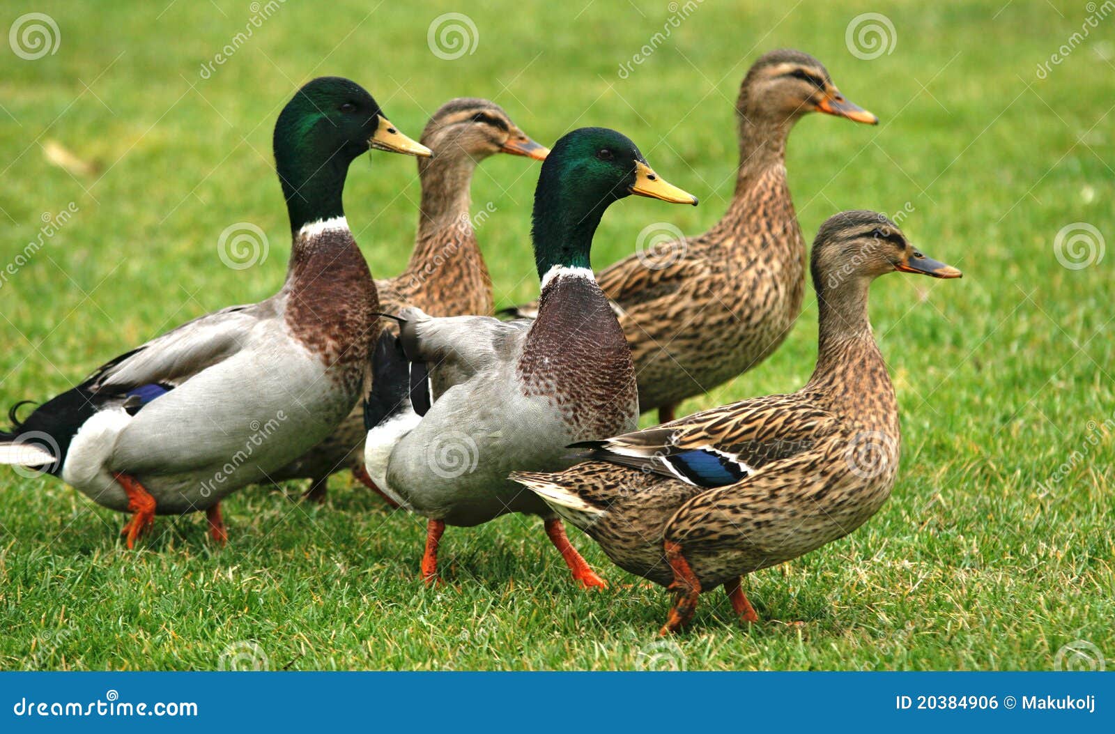 five ducks on green grass