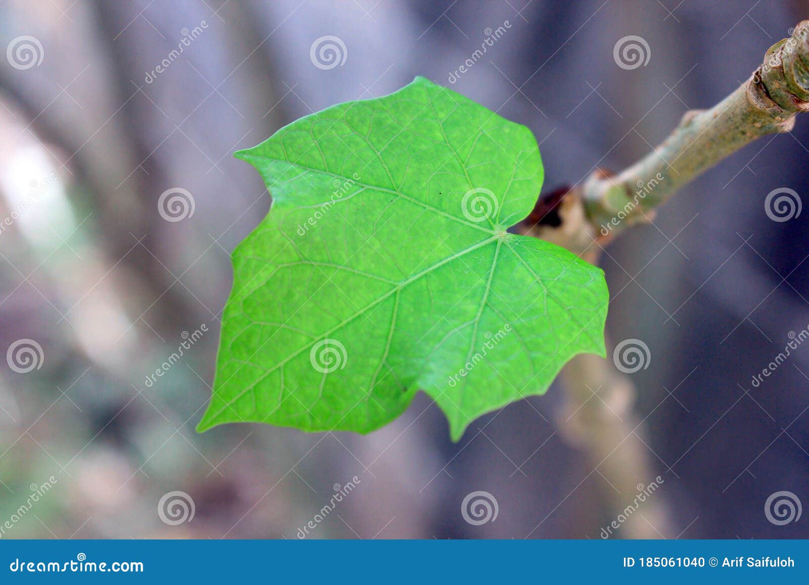 five-fingered leaves of vines with black spots due to disease, black spots interfere with photosynthesis and make plants not well