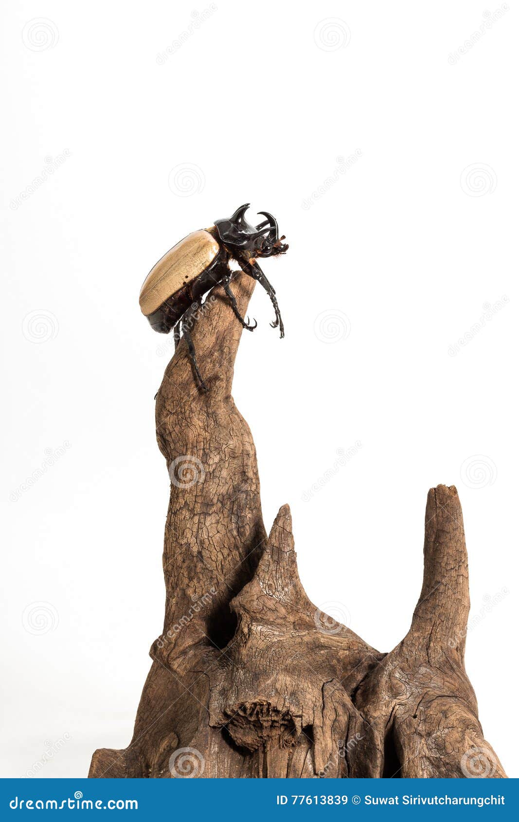 five-horned rhinoceros beetle