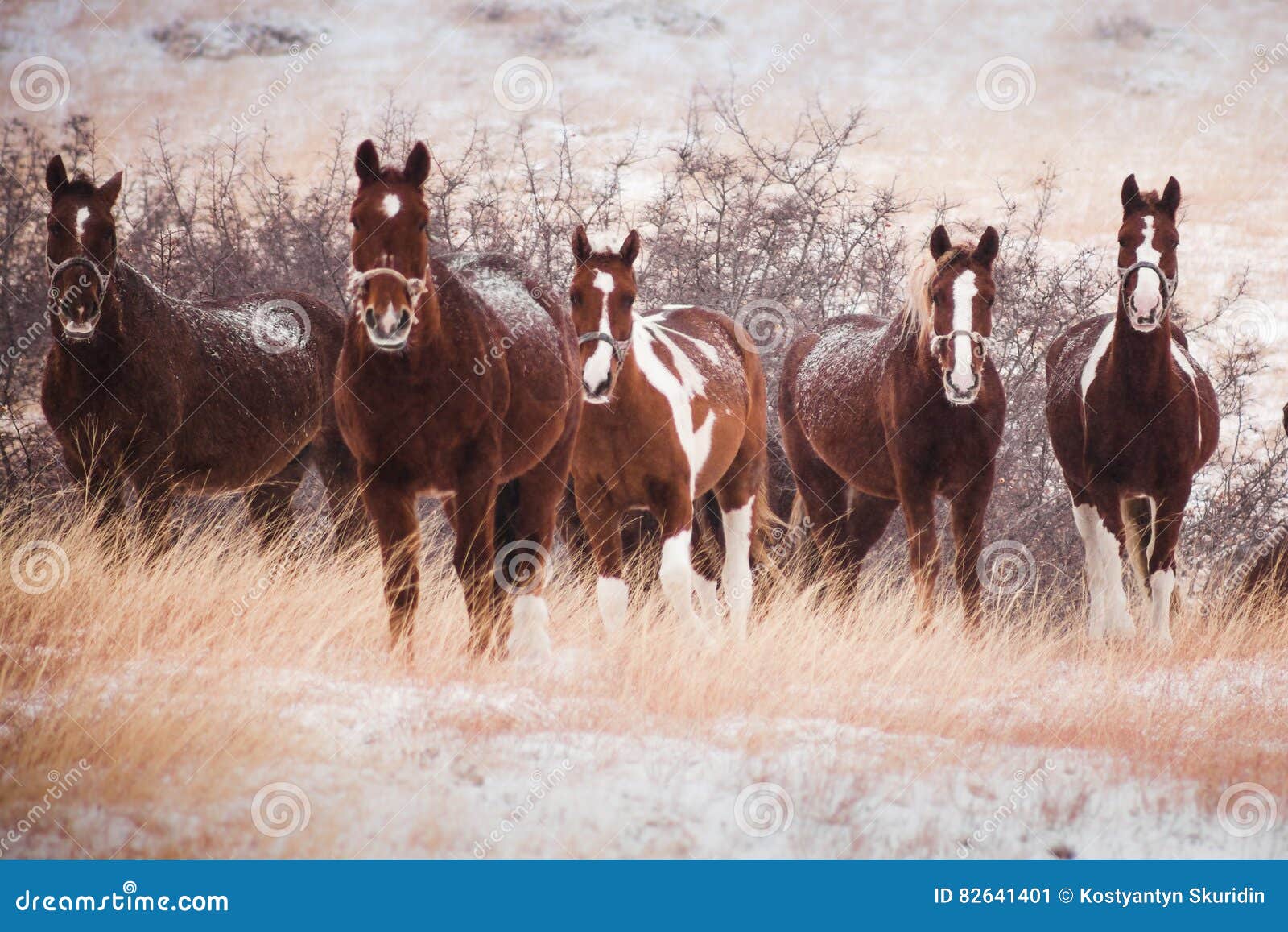Five Horses in the Snowcovered Hills Stock Image Image of crowd