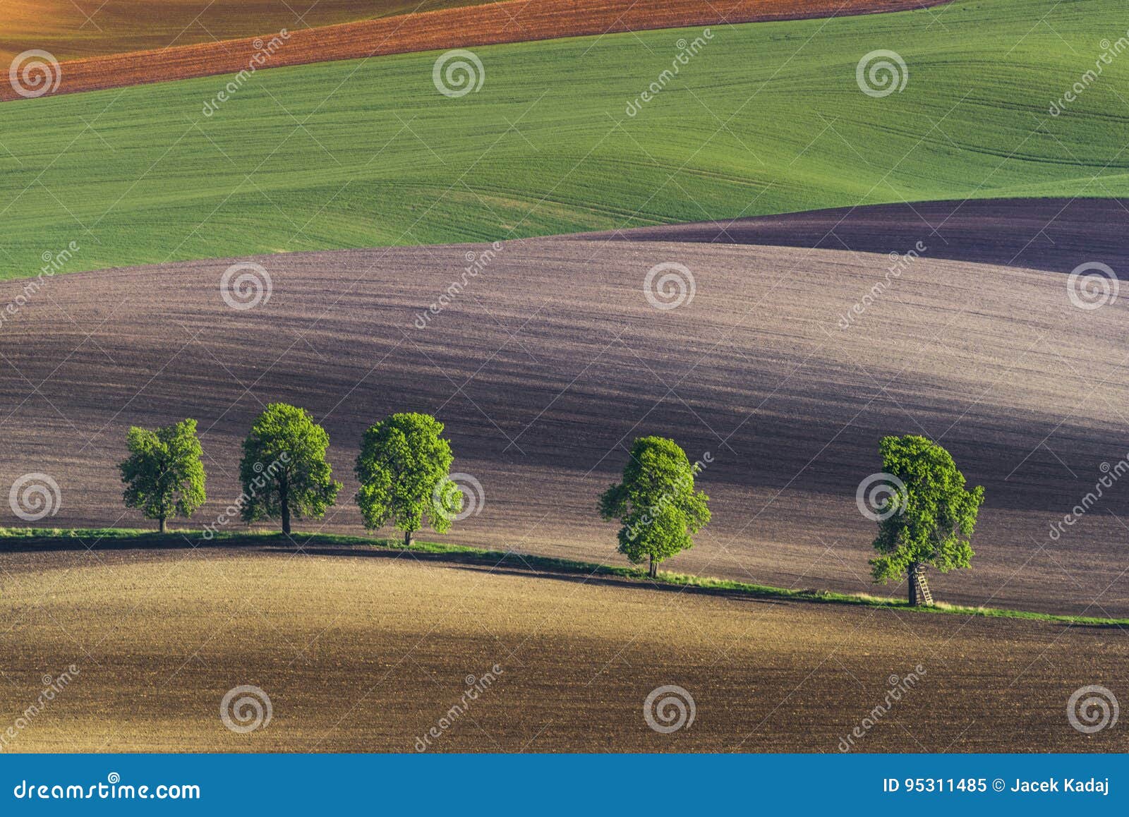 five lonely trees on wavy fields, south moravia