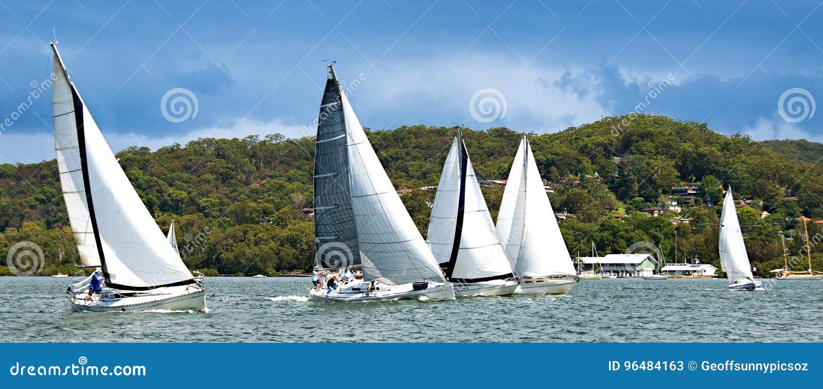 five monohull sailing yachts racing on brisbane water.