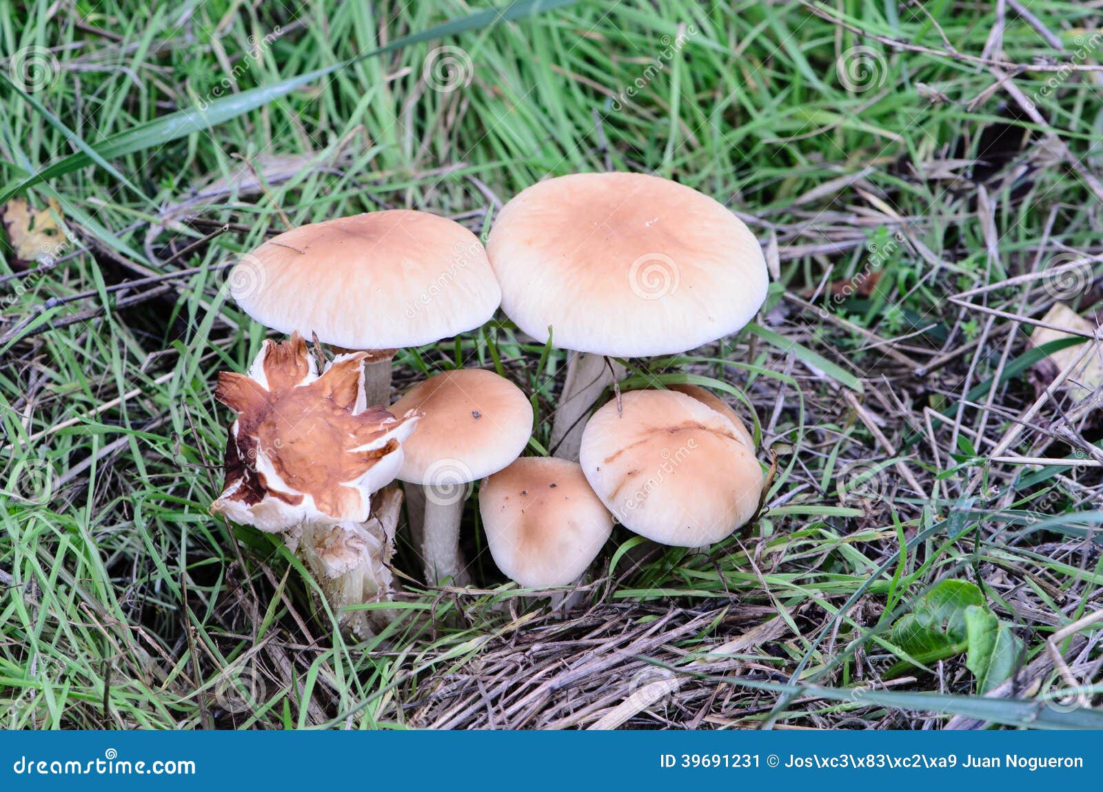 five mushrooms equal and different
