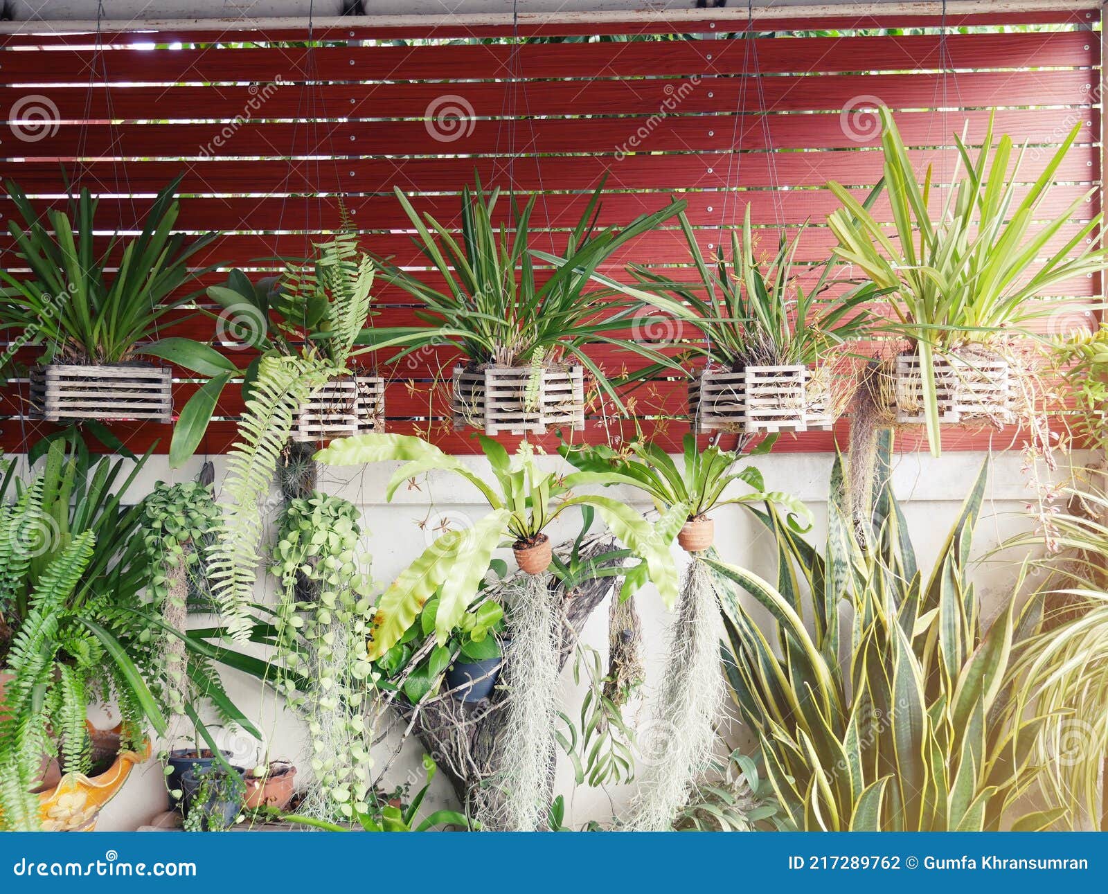 Five Orchids Hanging on the Wall Stock Photo Image of health, care 217289762