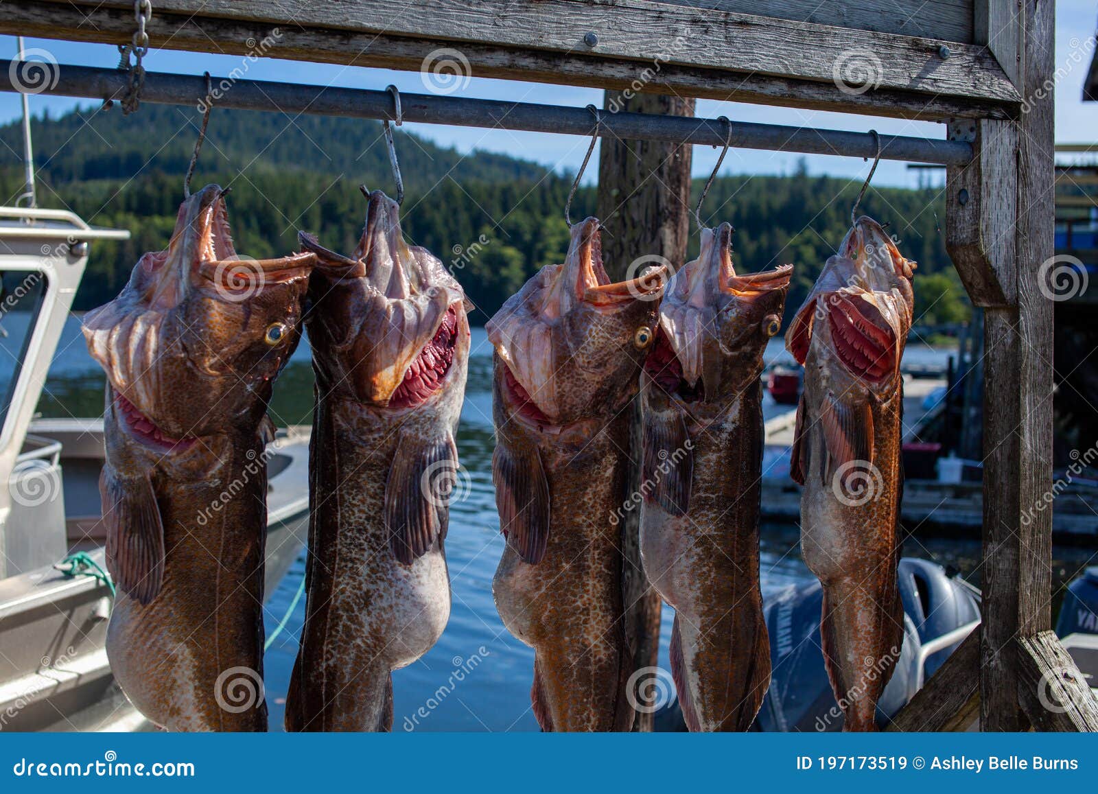 five pacific lingcod hang on a fishing warf in the small town