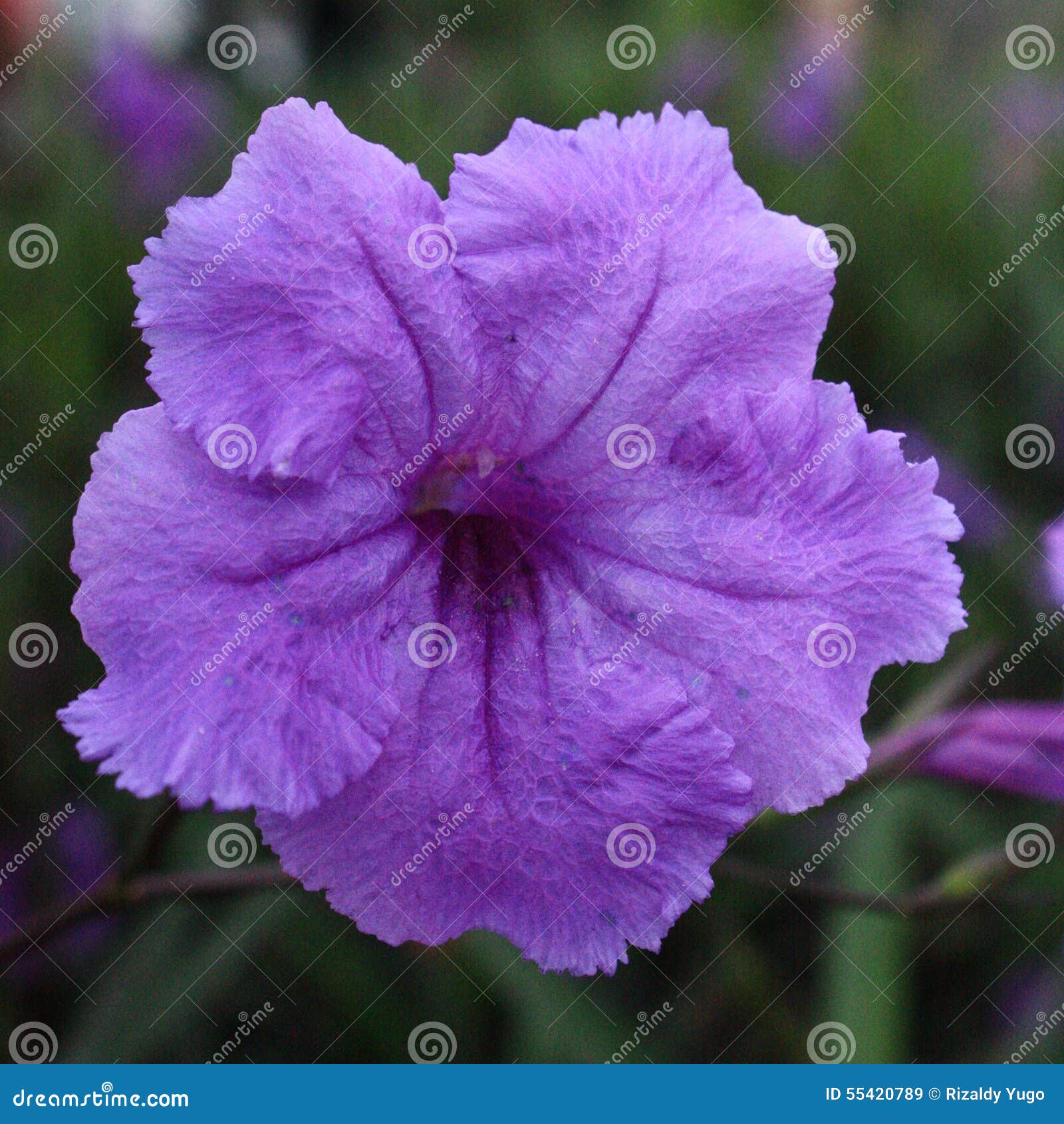 My Image 21