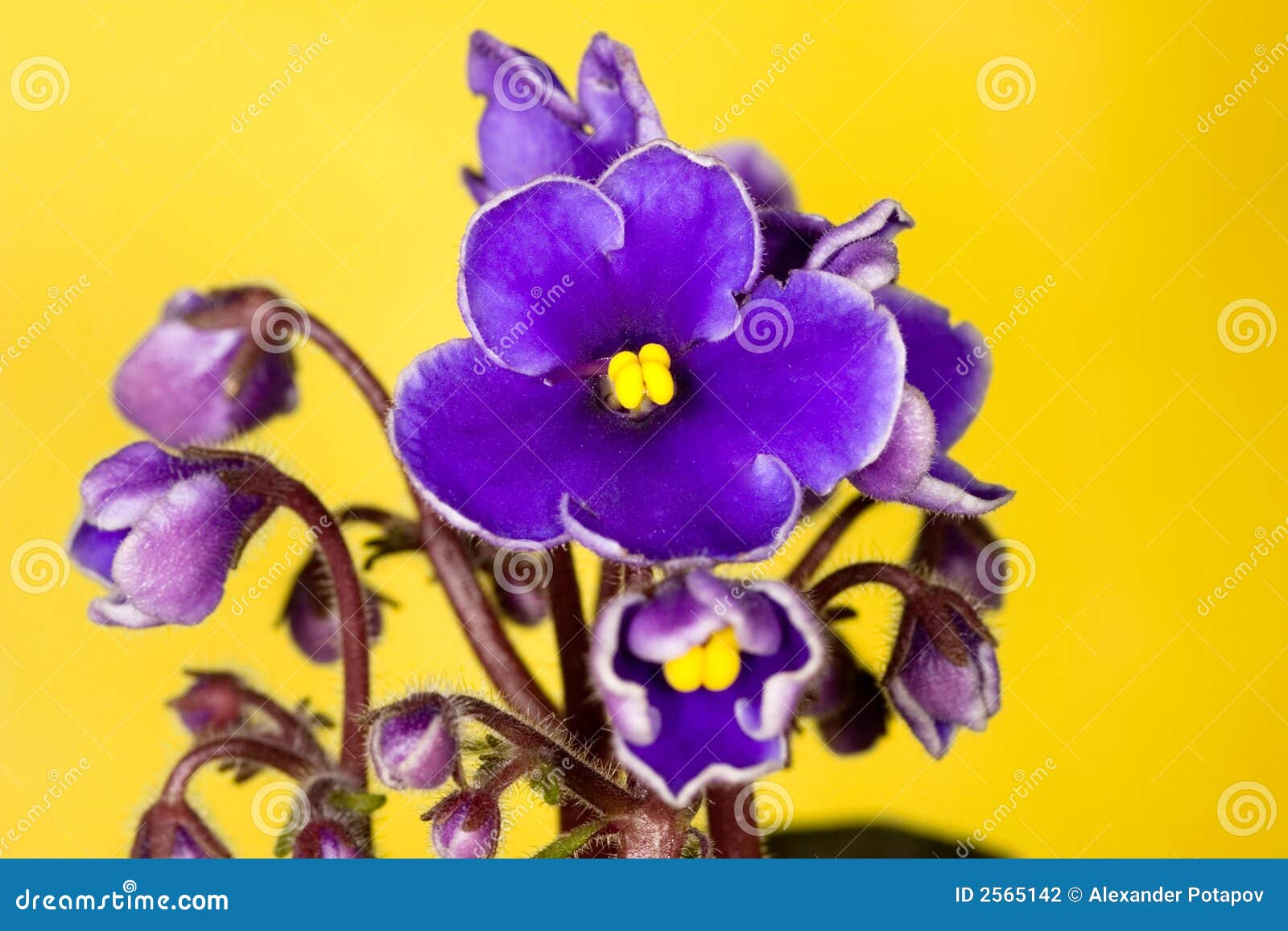 Five petals violet stock photo. Image of bunch, ornamental 2565142