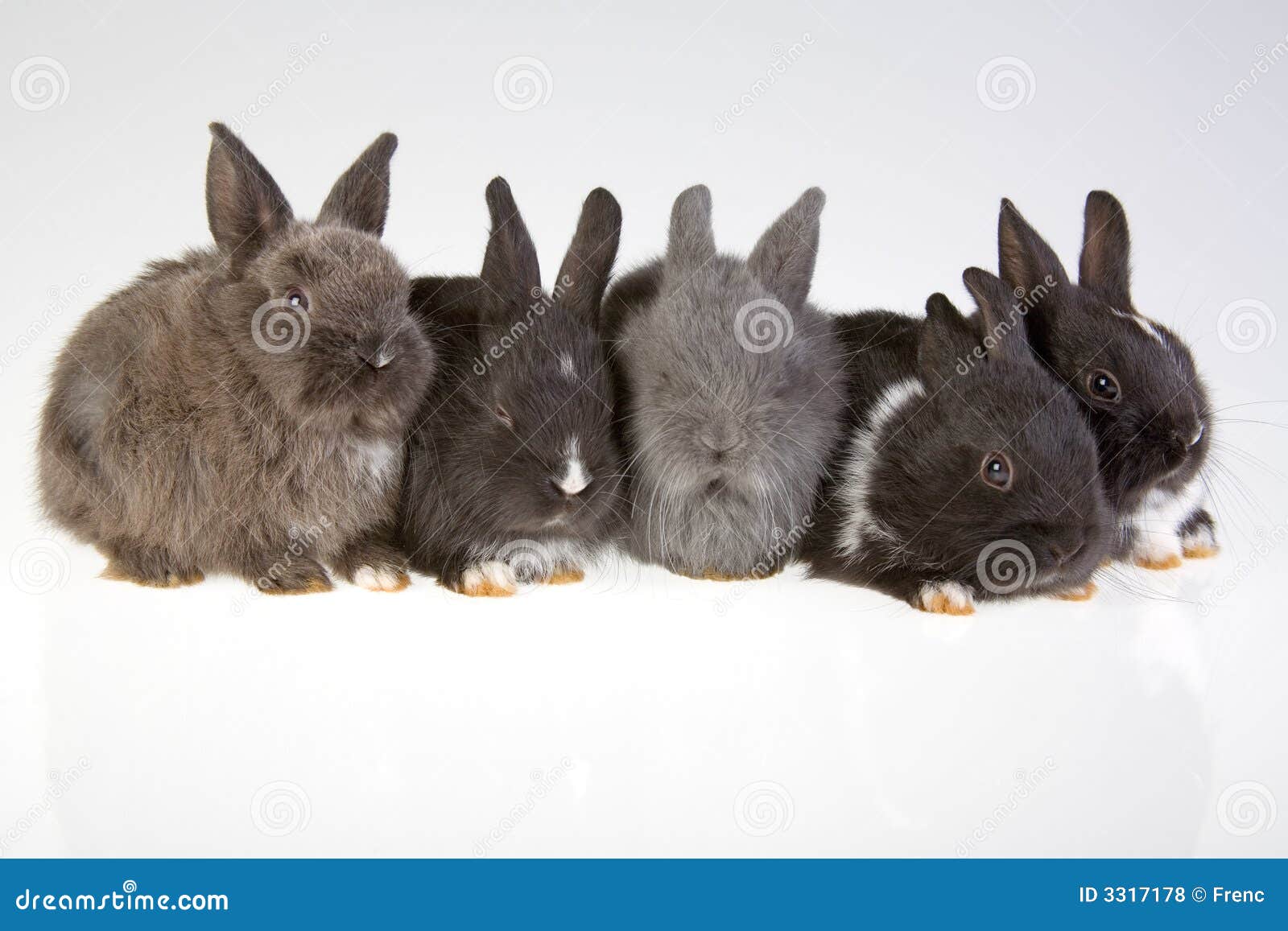 Five Rabbit Picture. Image 3317178