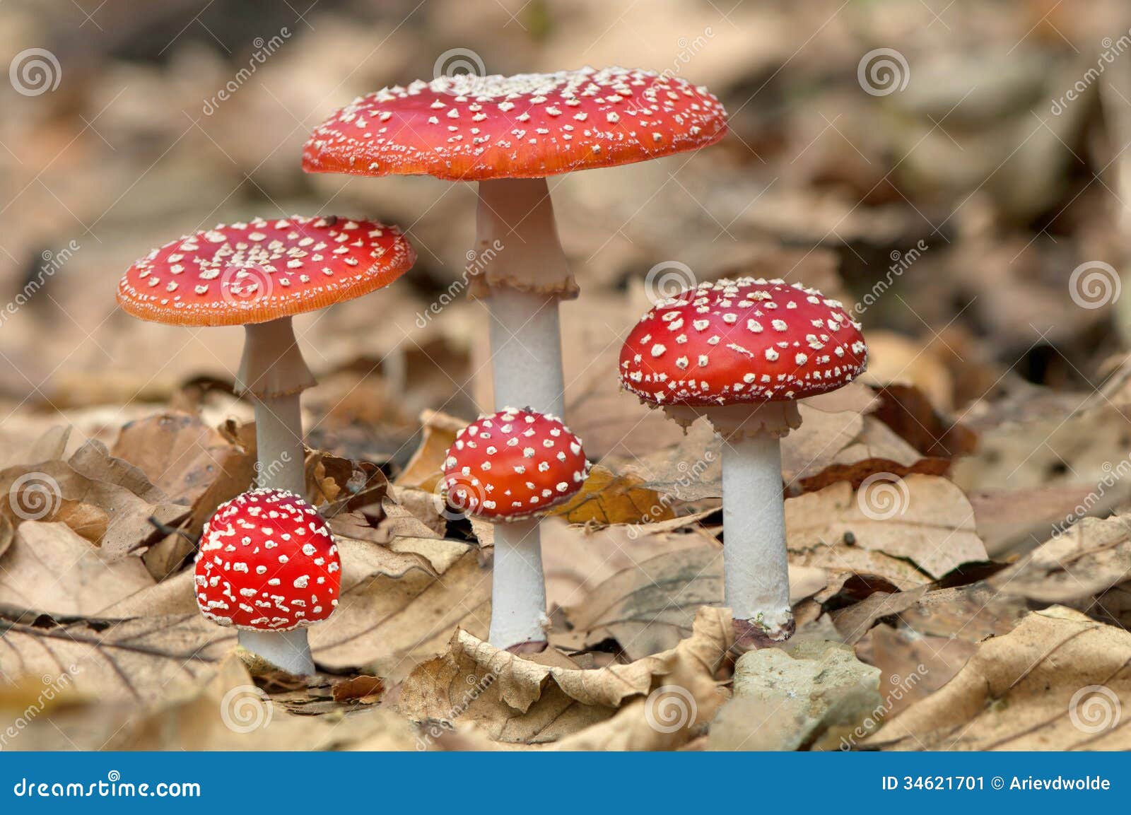 five red mushrooms fungi