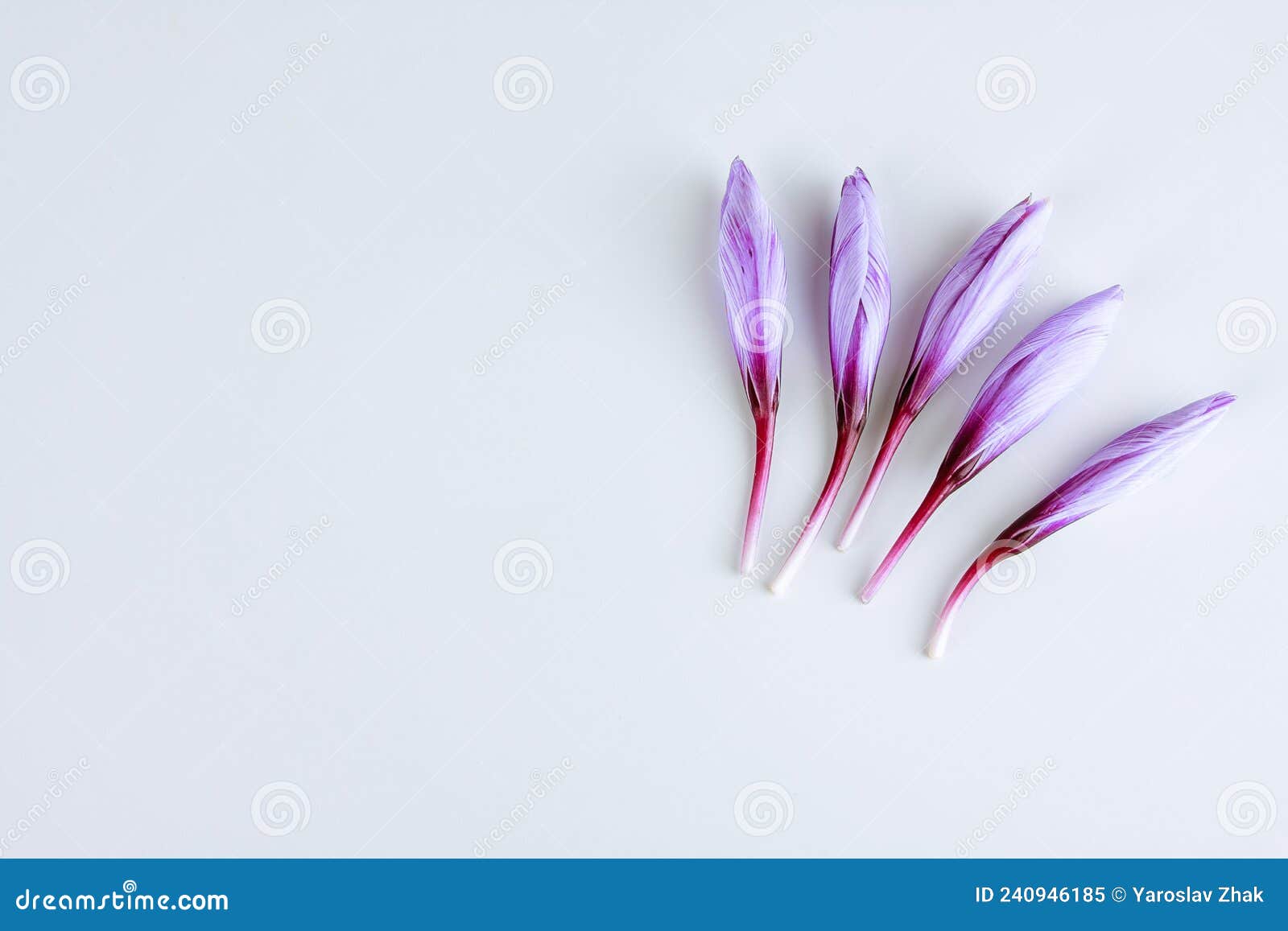 Five Saffron Crocus Buds on a White Background. a Place To Write Text