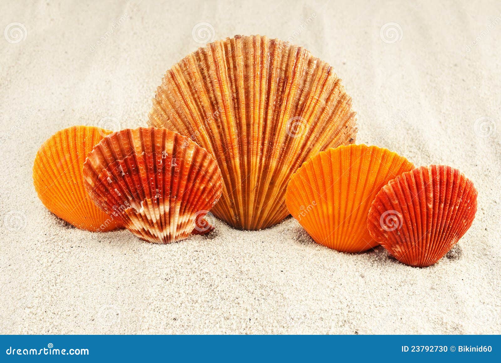 Five scallops. stock photo. Image of decorative, nature 23792730