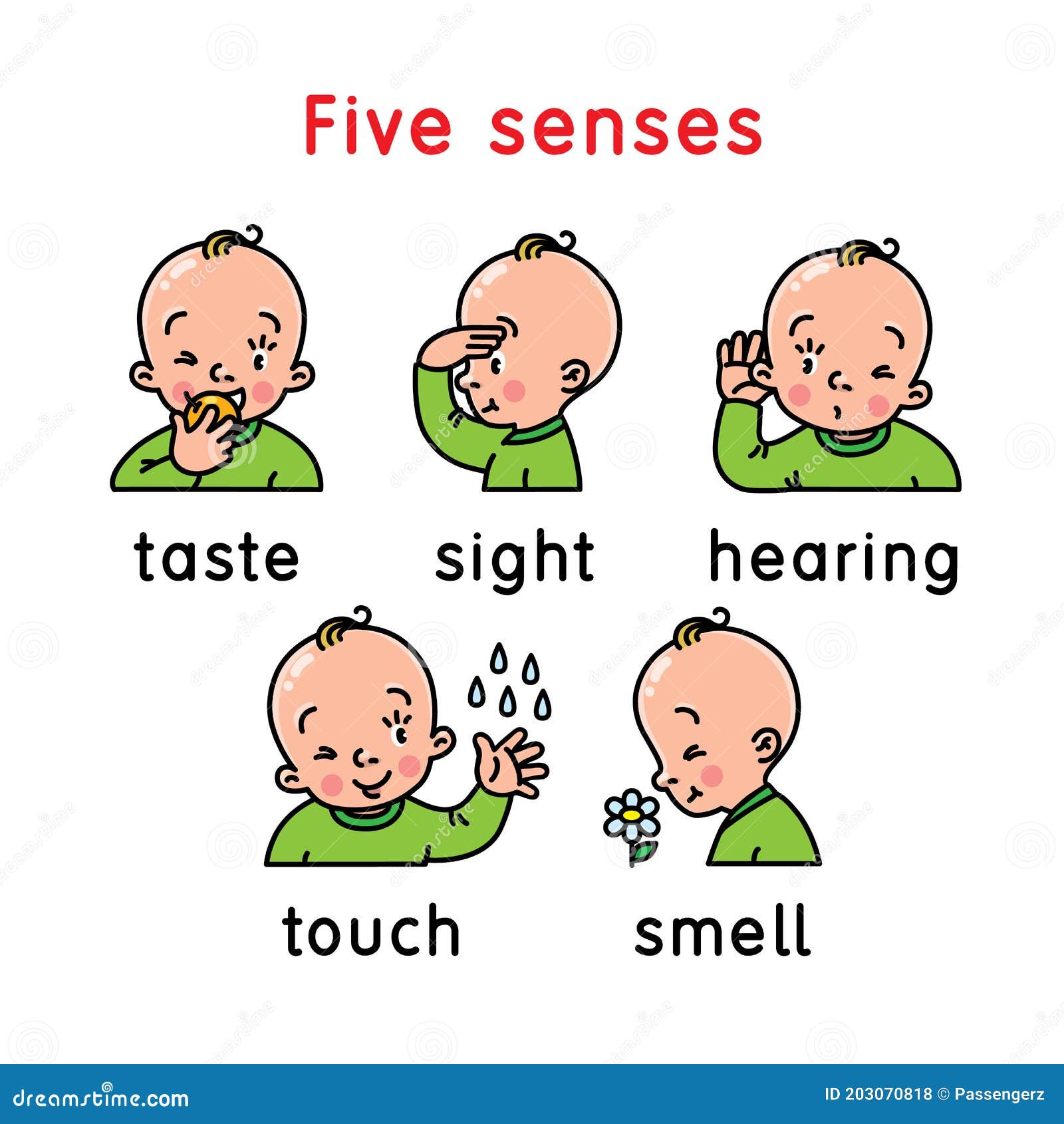 Five Senses Smell And Taste