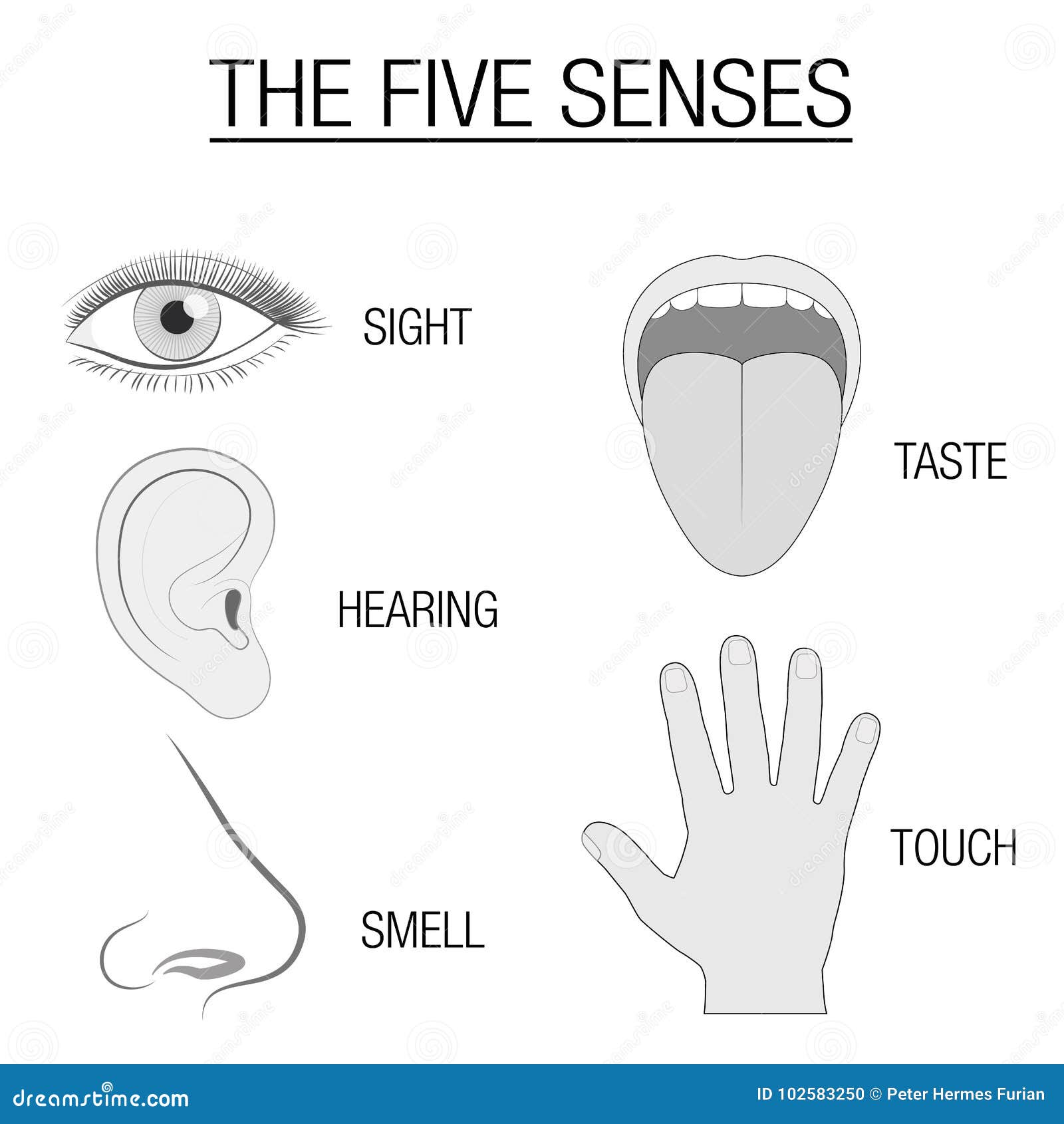 Five Senses Sensory Organs Chart Stock Vector - Illustration of hear ...