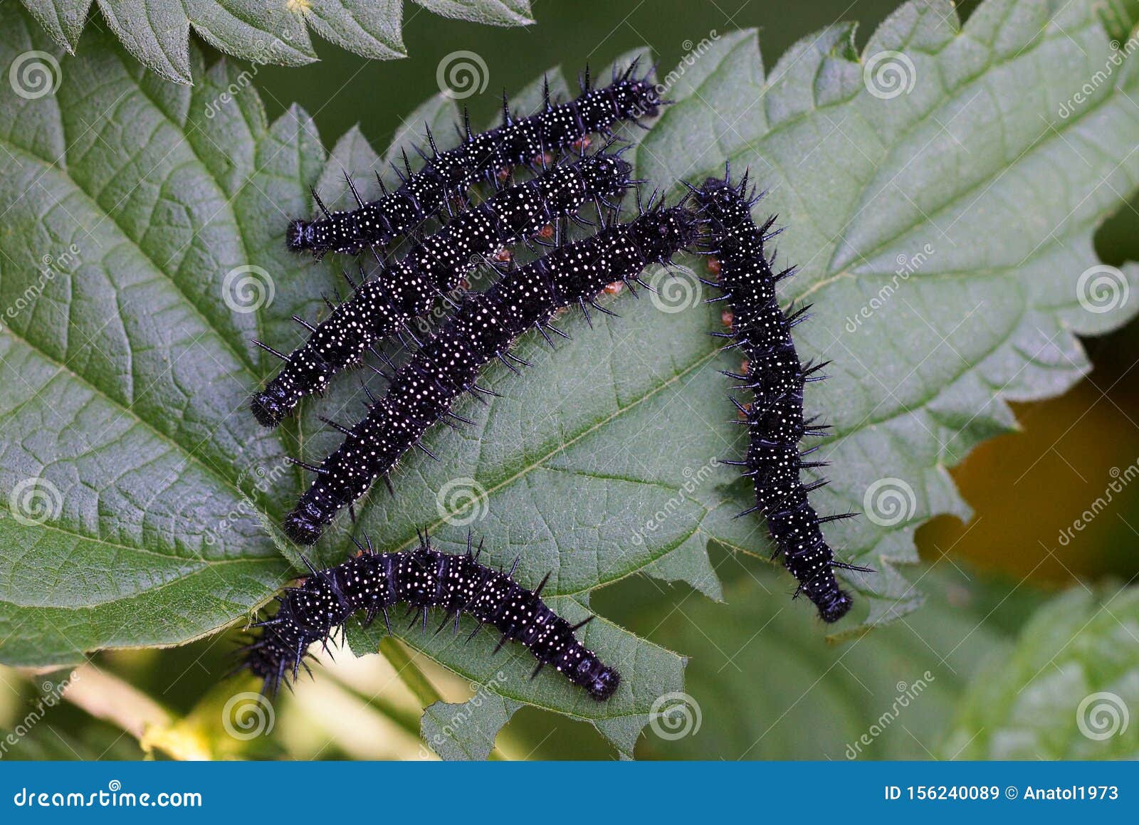 Black Caterpillars Of The Peacock Butterfly, Aglais Io, On Nettle Stock