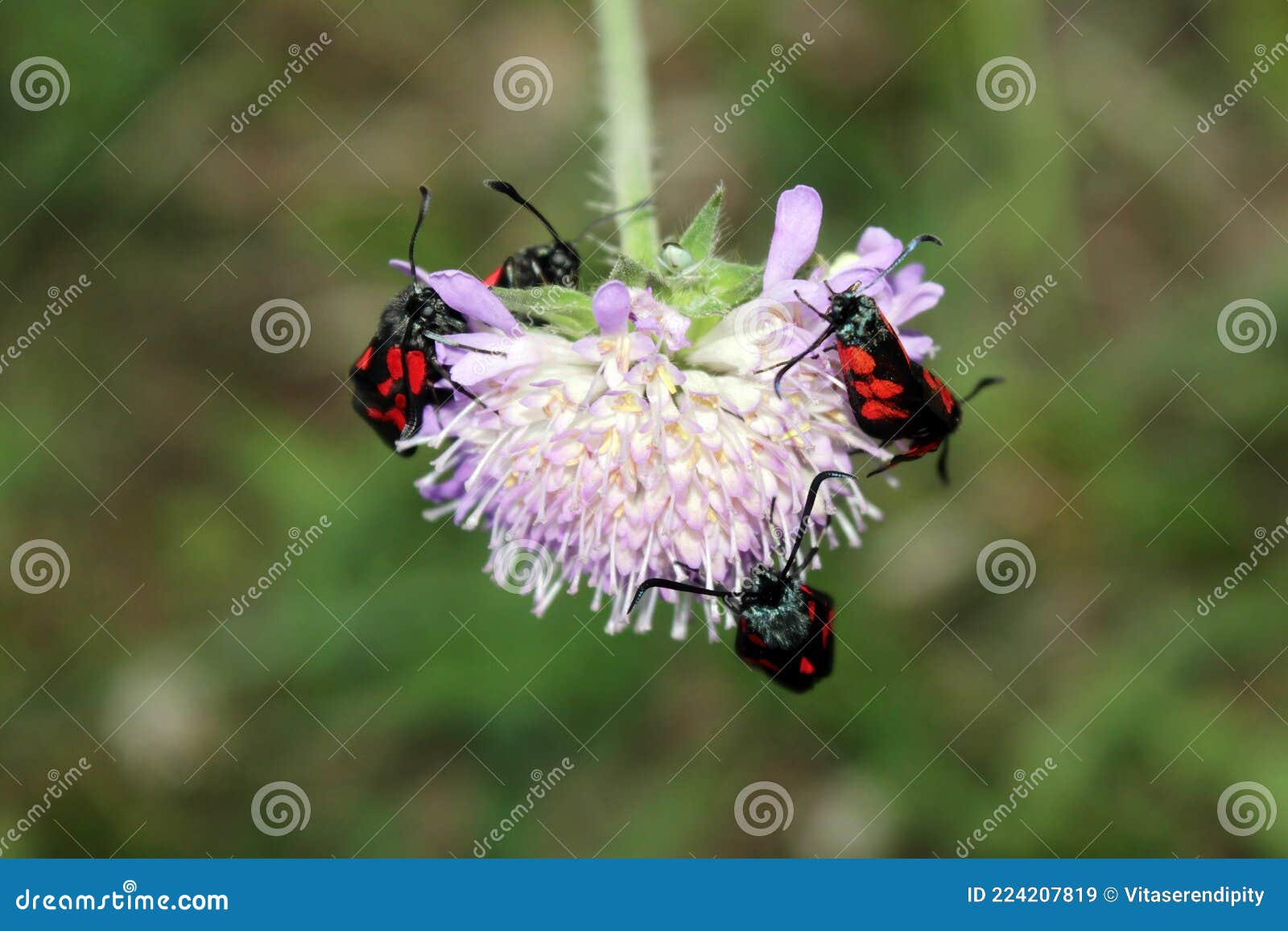 five spot burnet moth