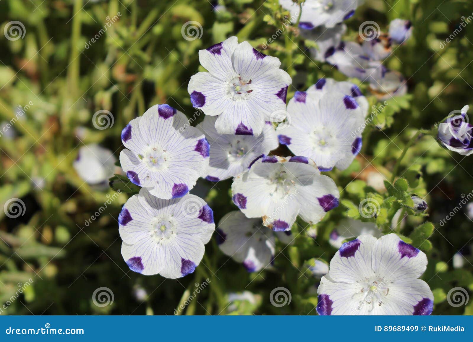Five Spot Flower Nemophila Maculata Stock Image Image Of Gepfleckte Bloom 6499