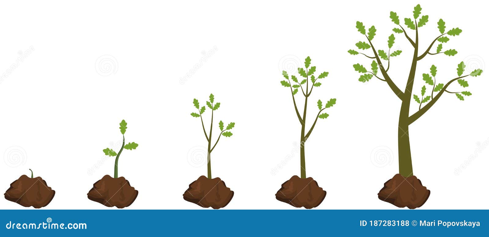 Five Stages Of Growing Tree Stock Vector Illustration Of Ecology five-stages-of-growing-tree-stock-vector-illustration-of-ecology