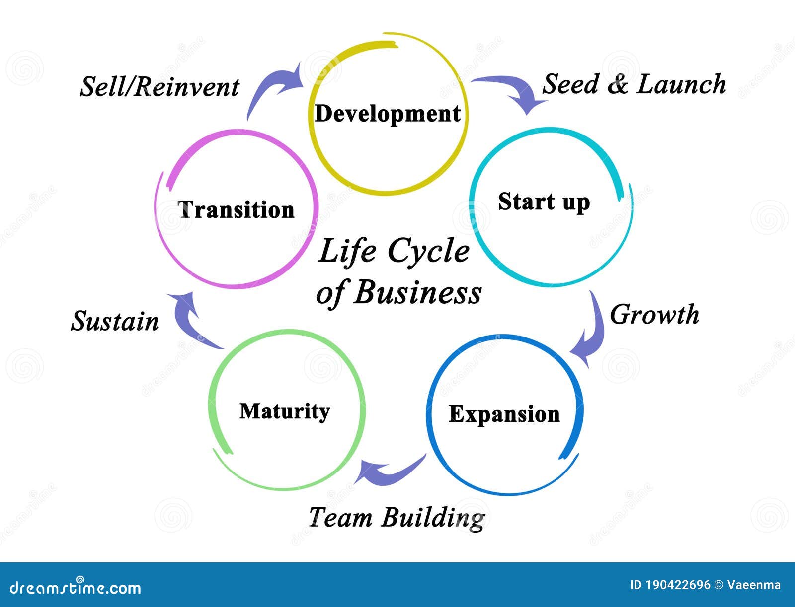 7 Stages Of Business Life Cycle