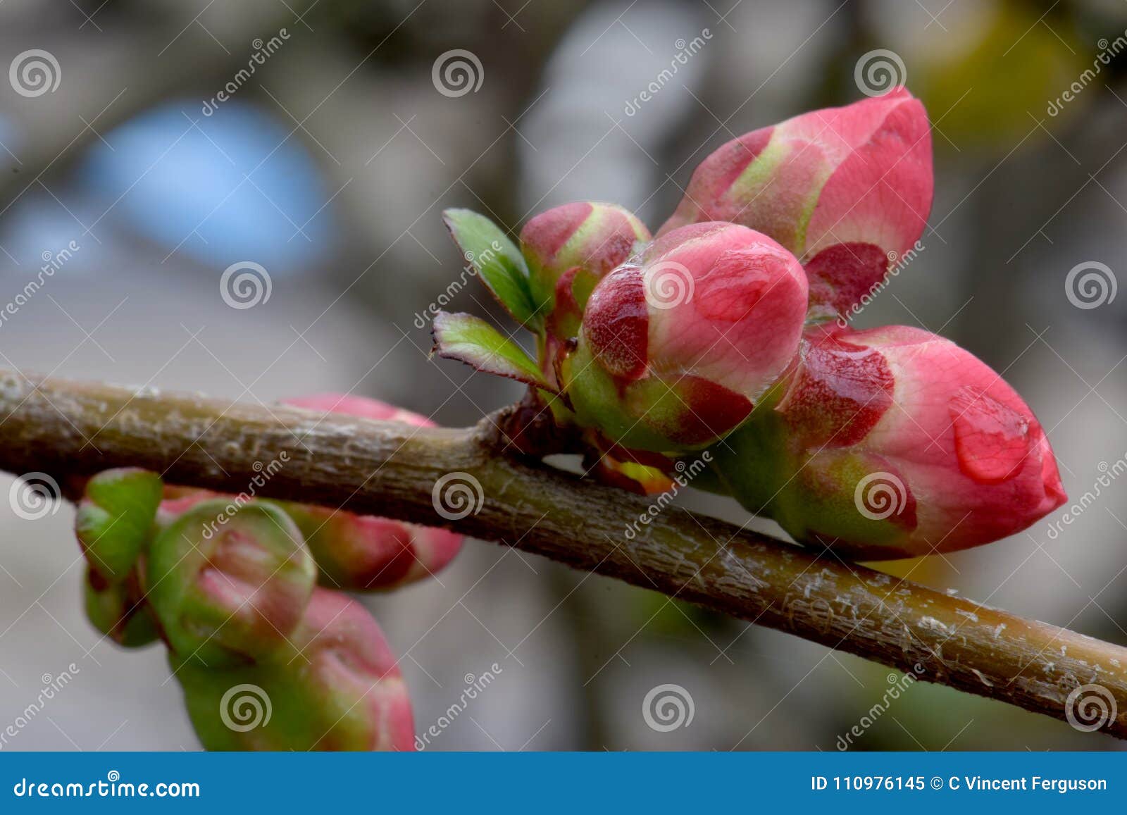 Quince Buds on Stem stock image. Image of botanical 110976145