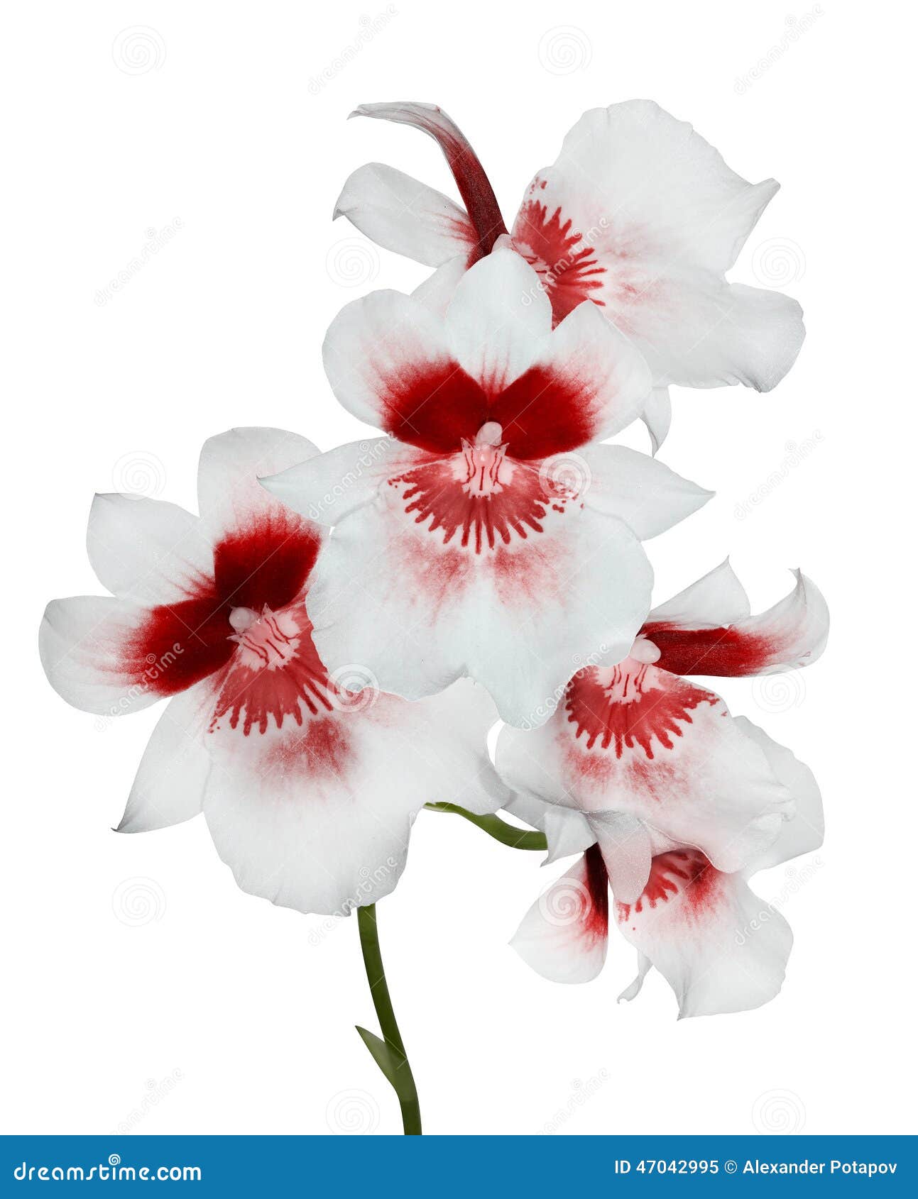 Five White Orchid Flowers with Red Center Stock Image - Image of nature,  plant: 47042995