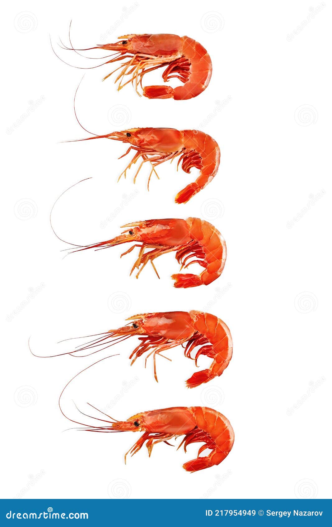 Five Whole Boiled Prawns Isolated on White Background Stock Image ...