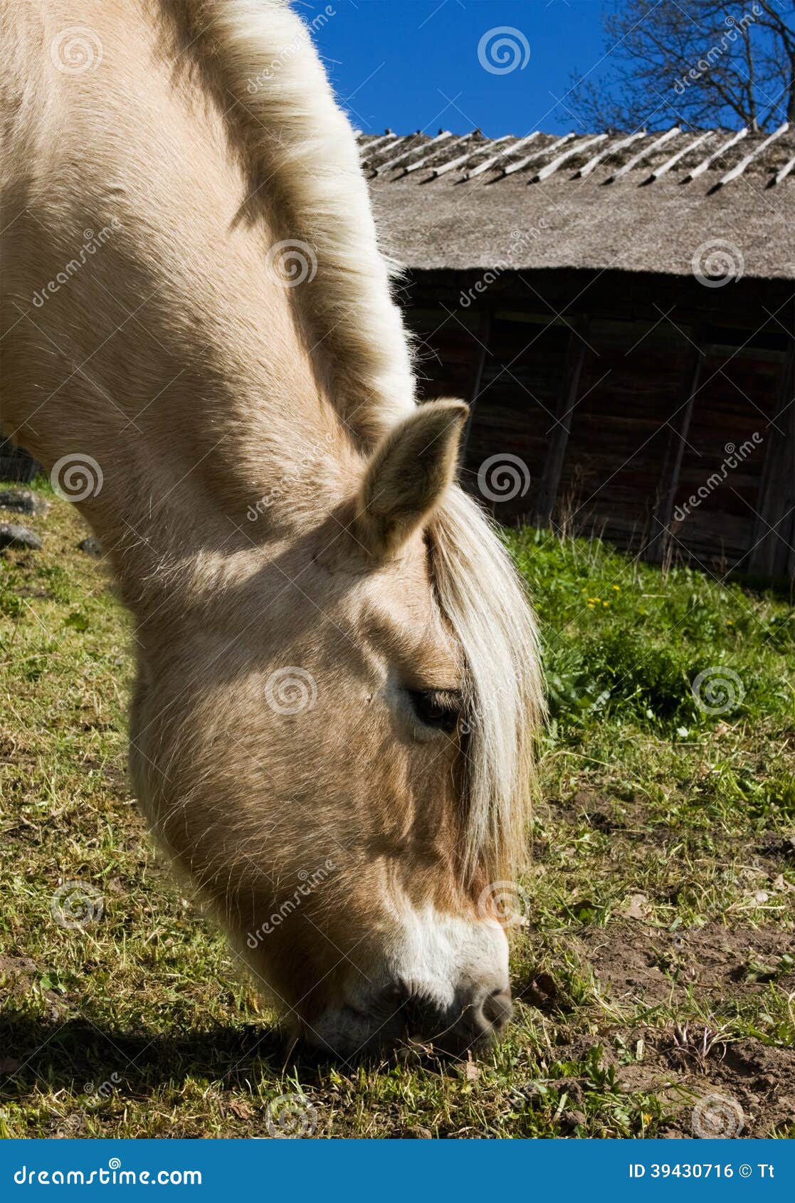 Fjordpaard stock foto. Image of doorblader, oren, manen - 39430716