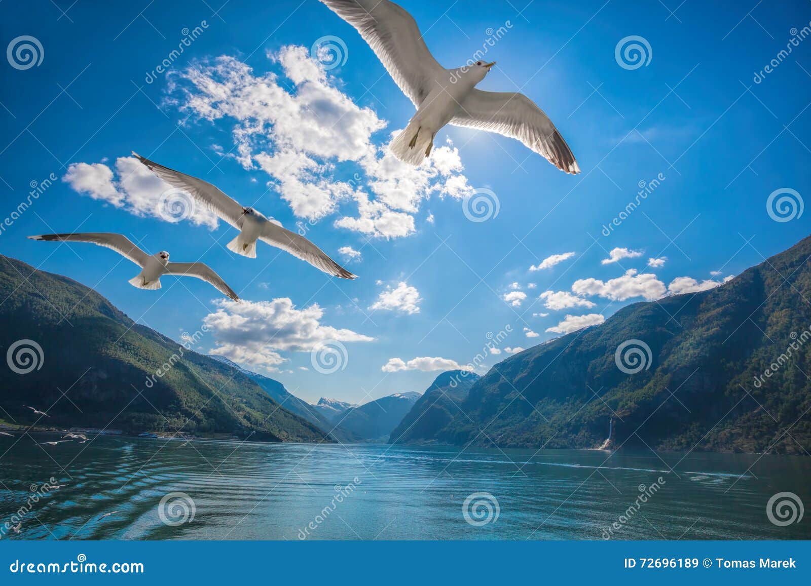 fjords with birds near the flam in norway
