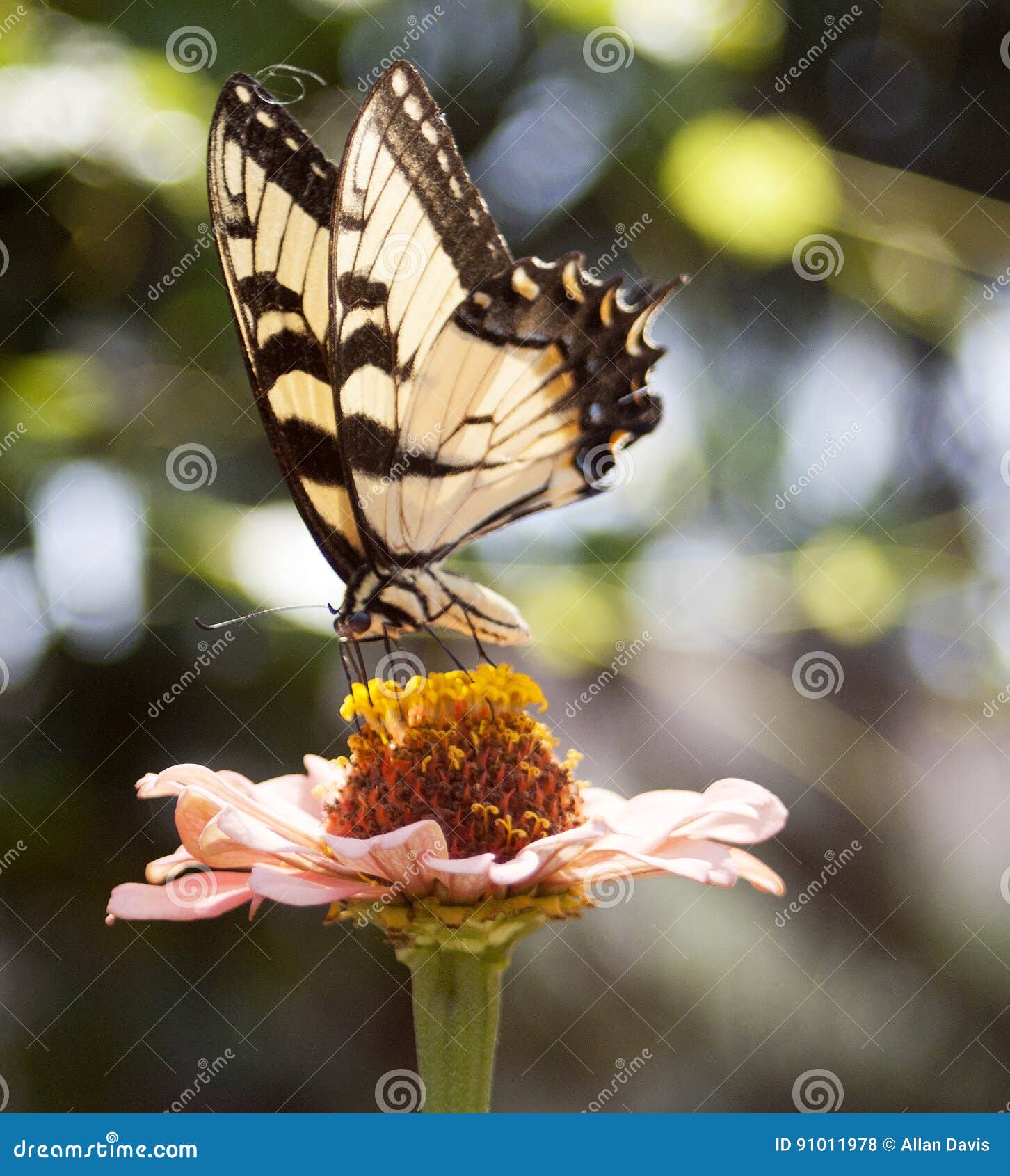 Delikat gul fjäril som läppjar nektar från en rosa färg- och gulingblomma