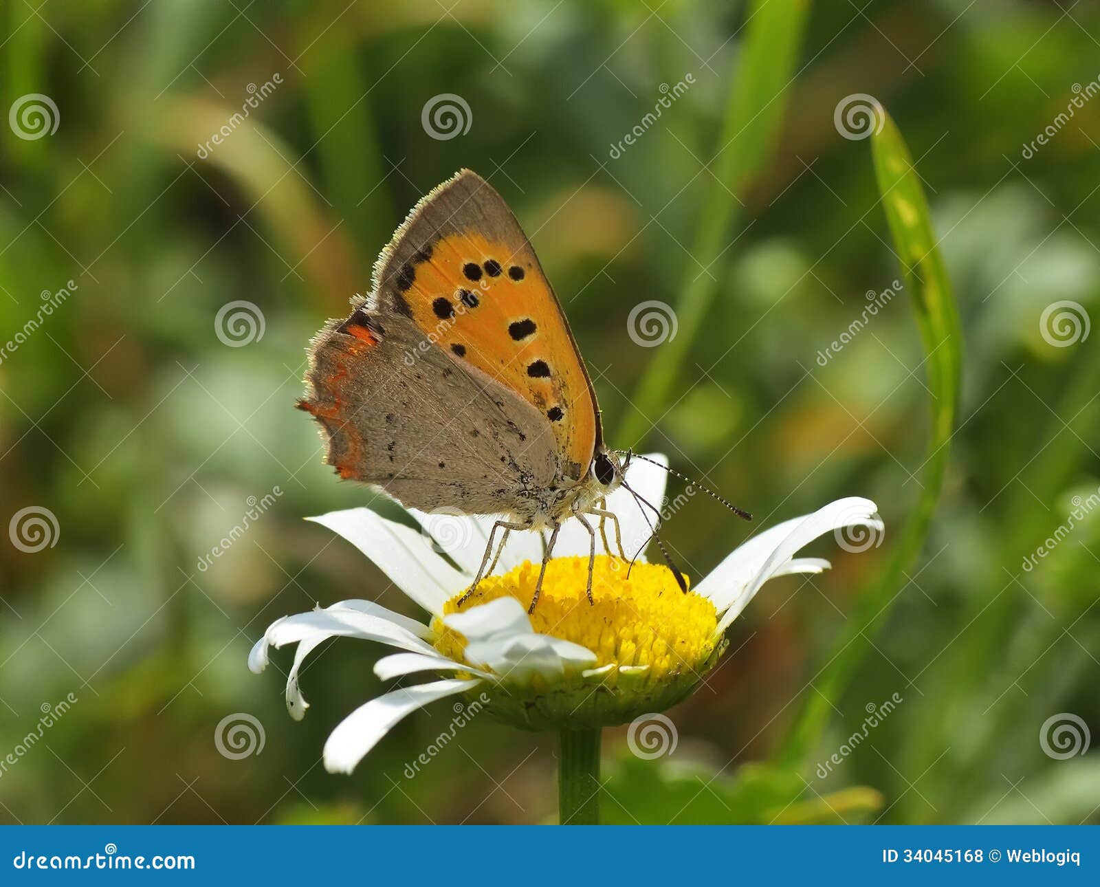 Fjäril - plebejus argus. Fjäril i den naturliga livsmiljön (plebejusen argus)