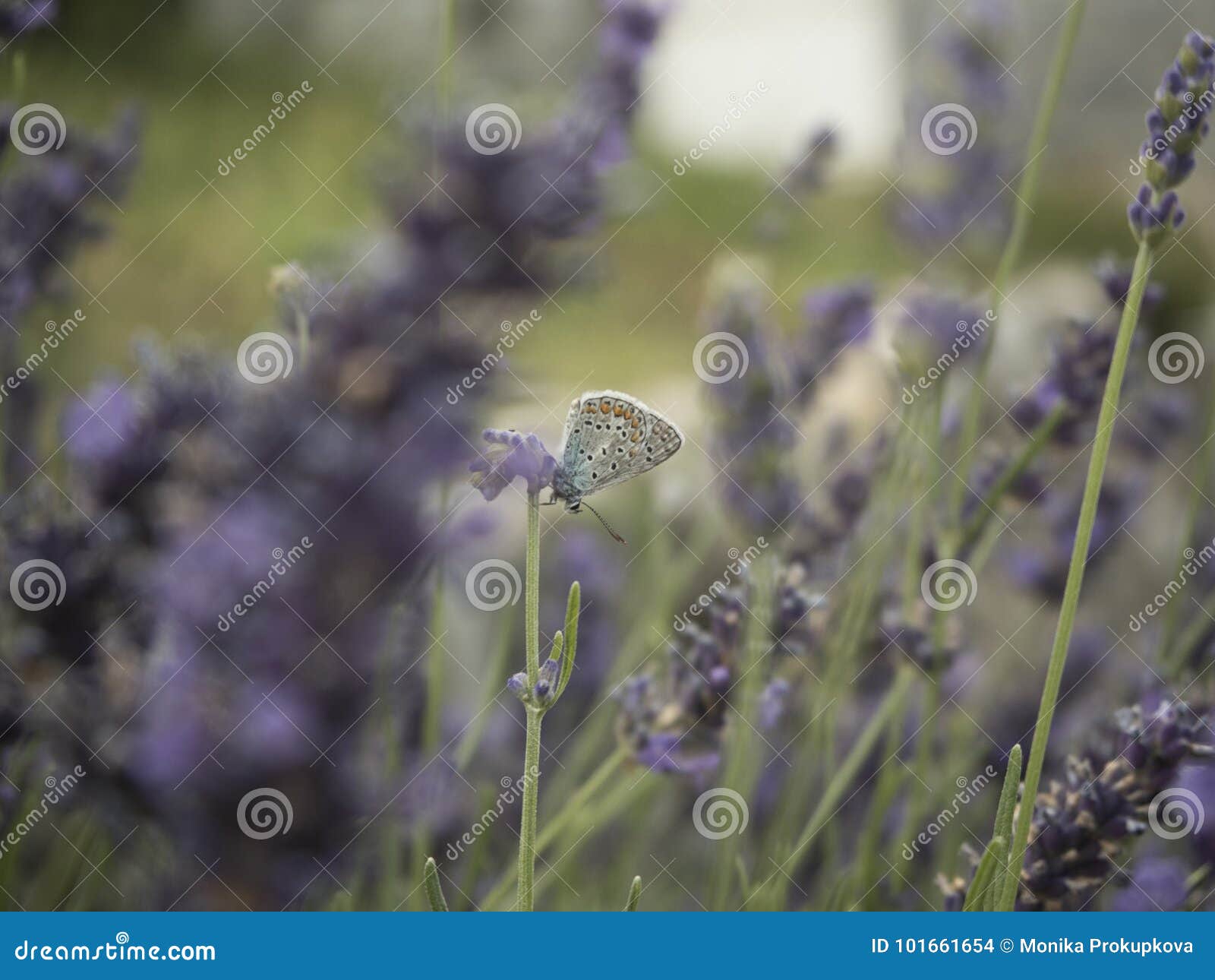 Fjäril på lavendel under sommardag