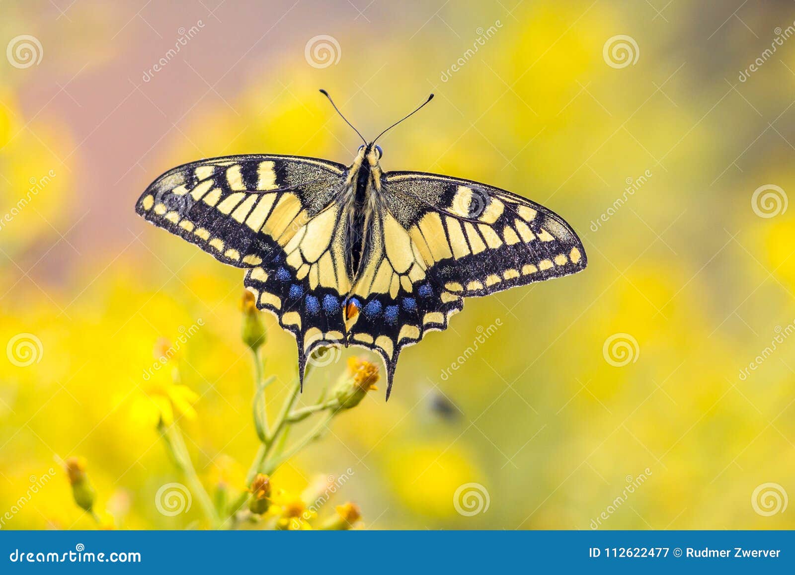 Fjäril Swallowtail på gul bakgrund. Swallowtailfjärilen för den gamla världen (Papilio machaon) sätta sig på den gula blomman med suddig bakgrund