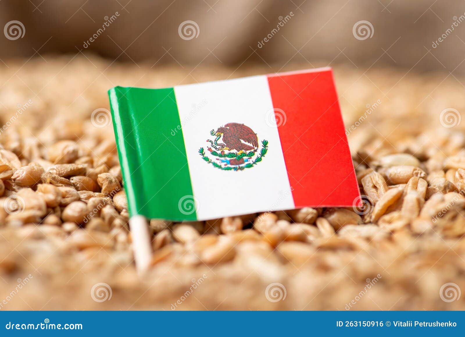 Flag of Mexico on Wheat Grain Stock Photo Image of export, harvest