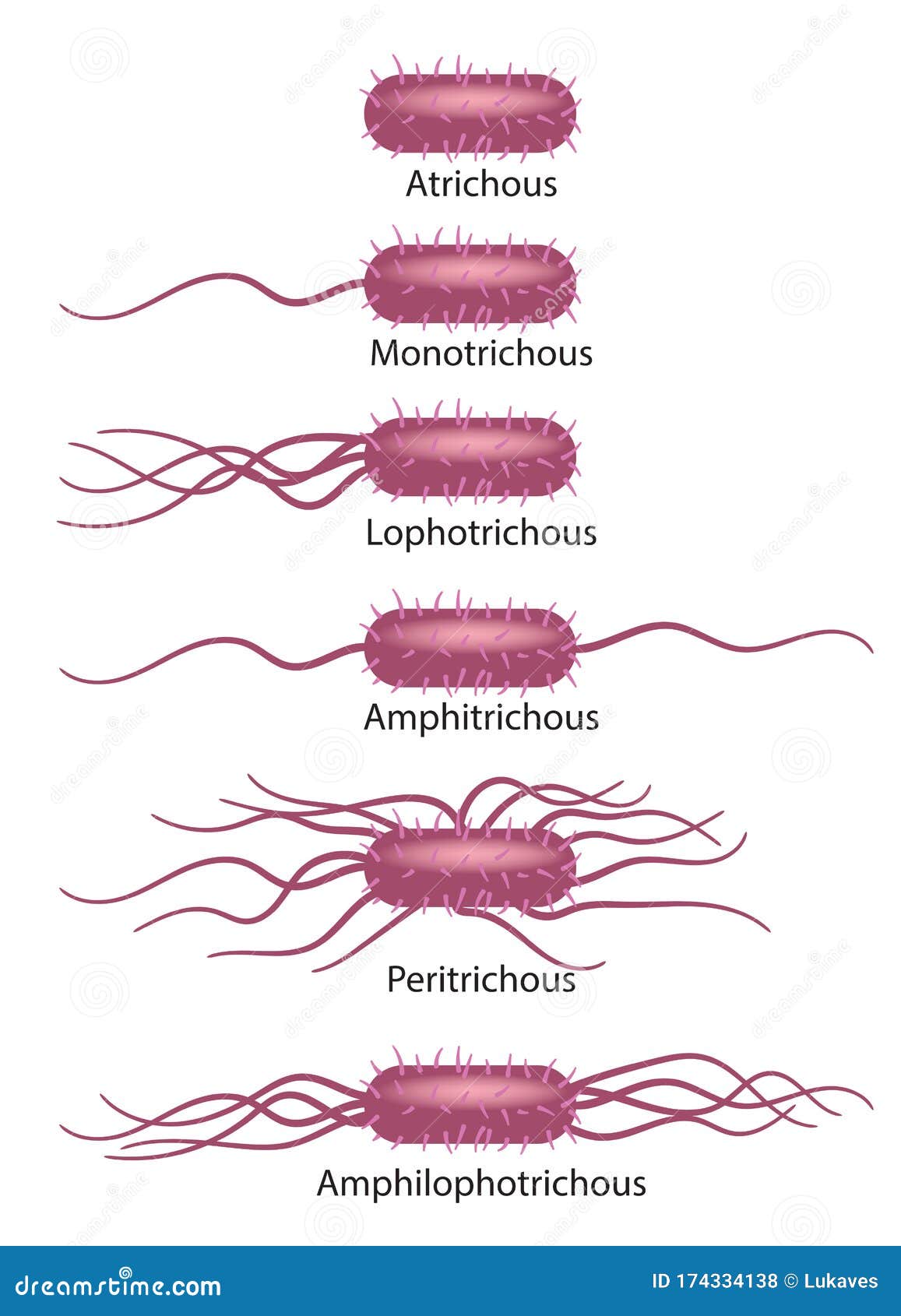 Flagela types stock vector. Illustration of chromosome 174334138