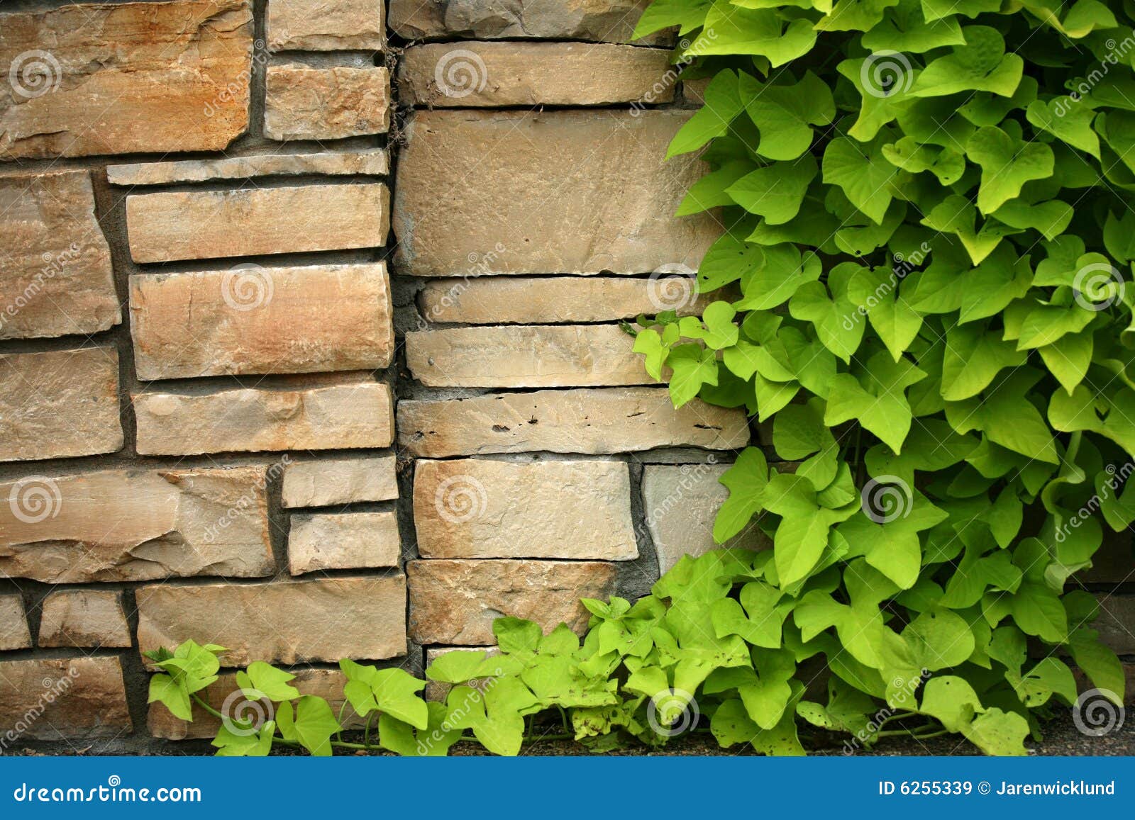 Flagstone Wall with Climbing Ivy Stock Image Image of outdoors, green