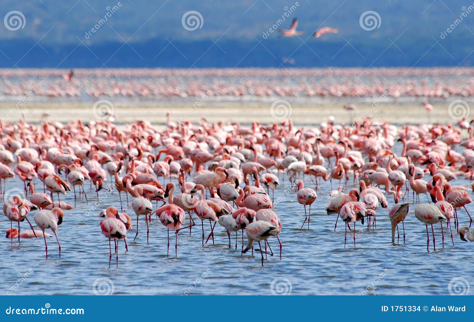 Flamant sur le lac. Flamants sur le nakuru de lac, un lac de bicarbonate de soude