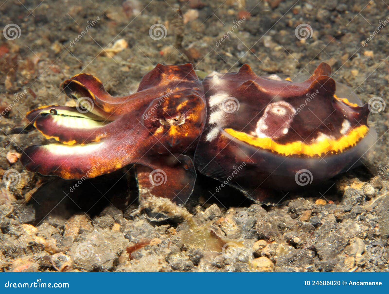 flamboyant cuttlefish