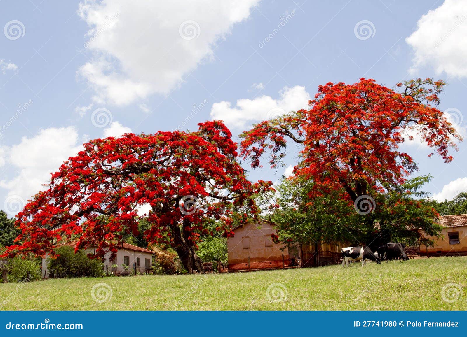 flamboyant tree with red flowers