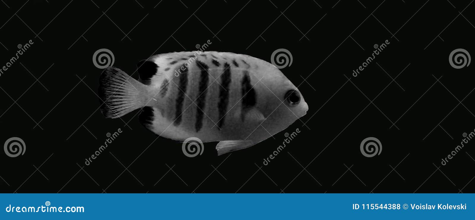flame angelfish - centropyge loricula black and white