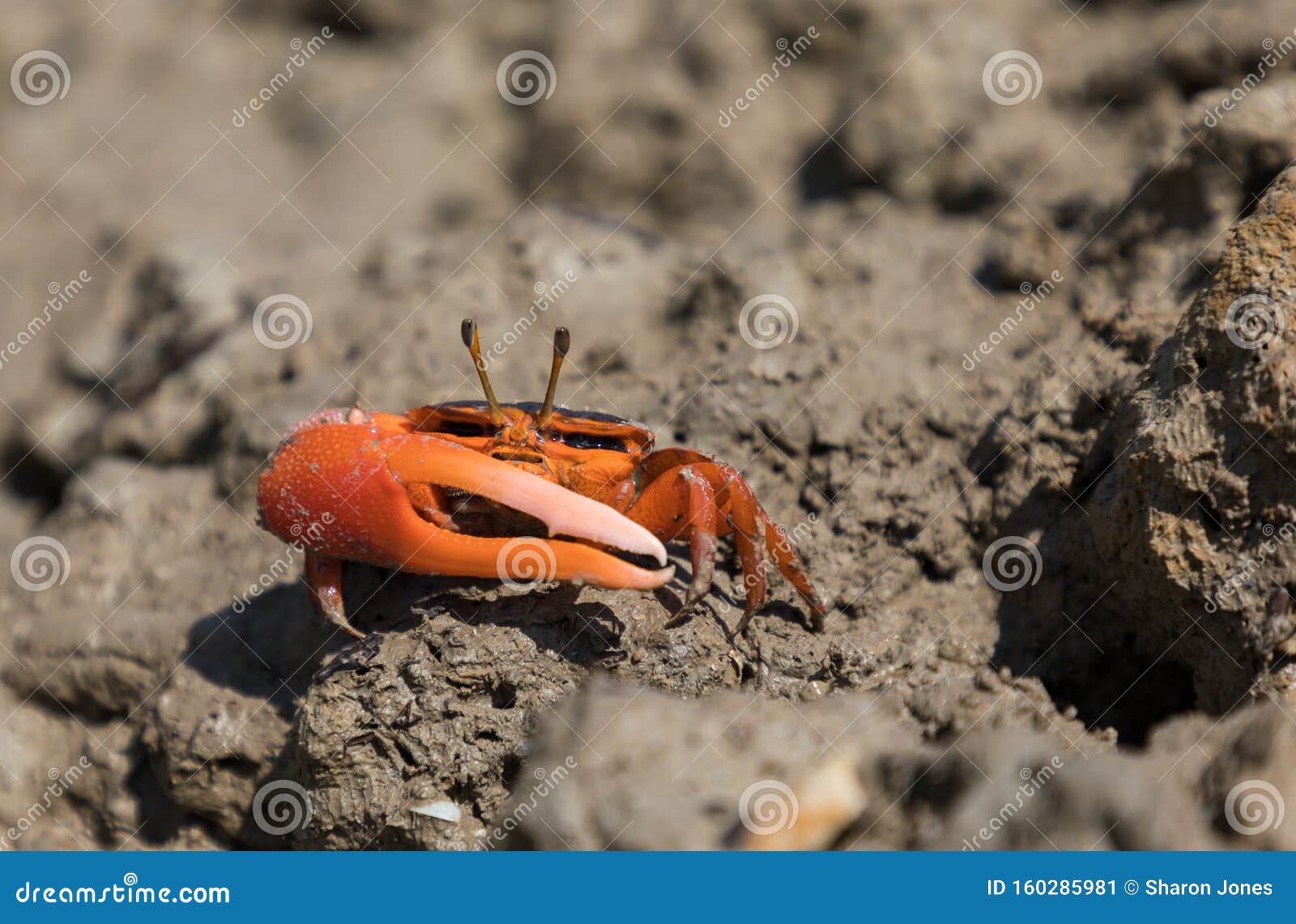 The Flame-backed Fiddler Crab, or Uca Flammula, Also Called the Darwin  Red-legs Near Burrow in Mudflat Stock Image - Image of flame, mudflat:  160285981