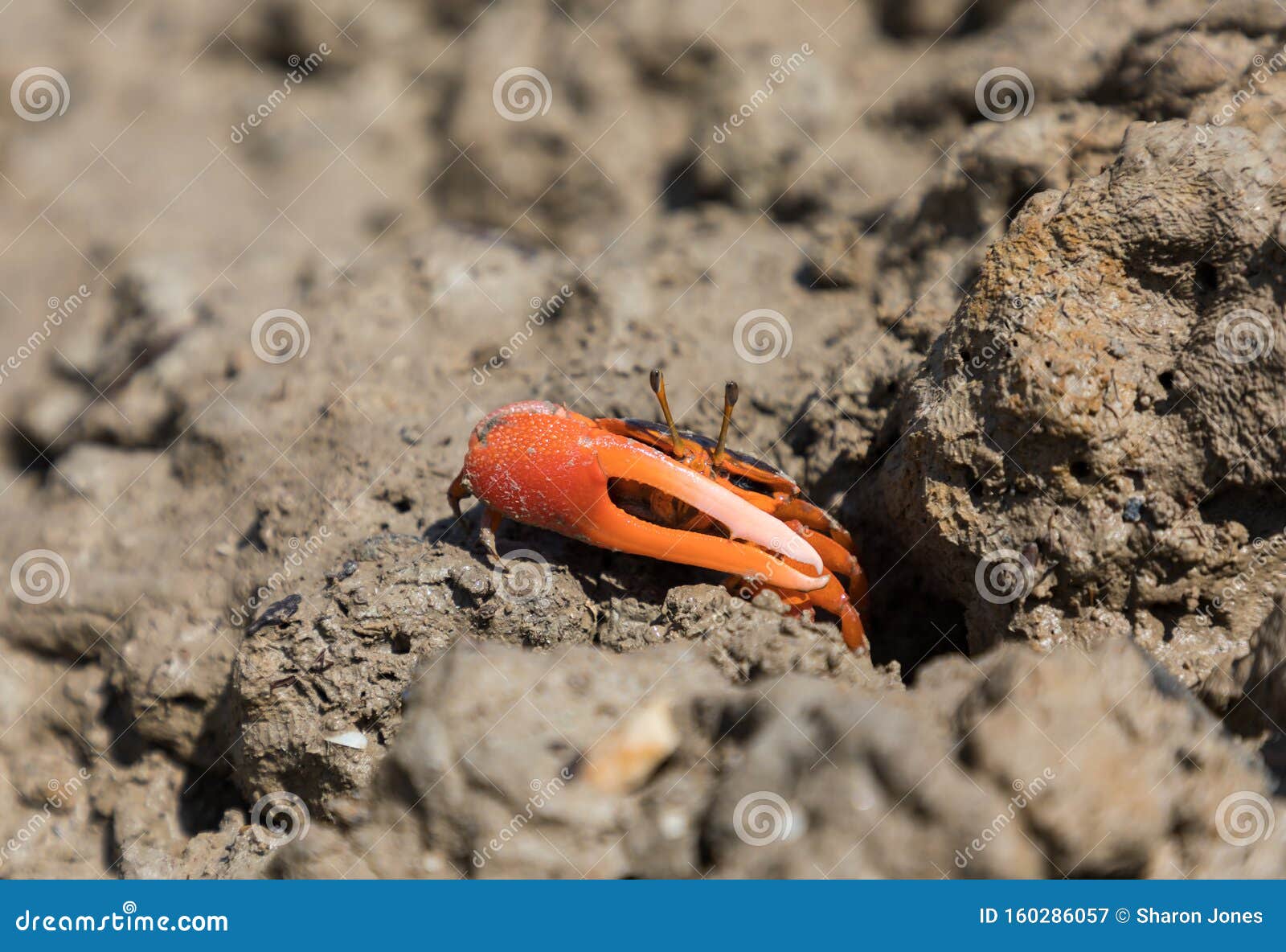 the flame-backed fiddler crab, or uca flammula, also called the darwin red-legs near burrow in mudflat