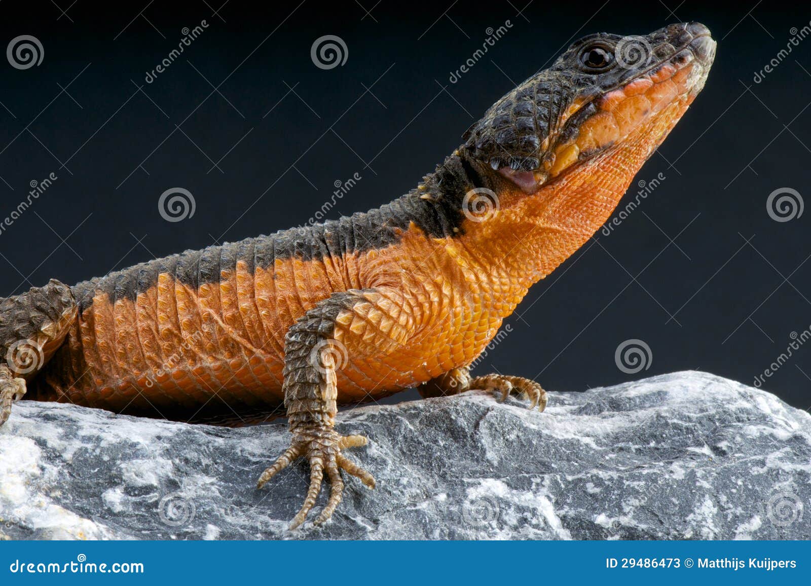 the armadillo lizard