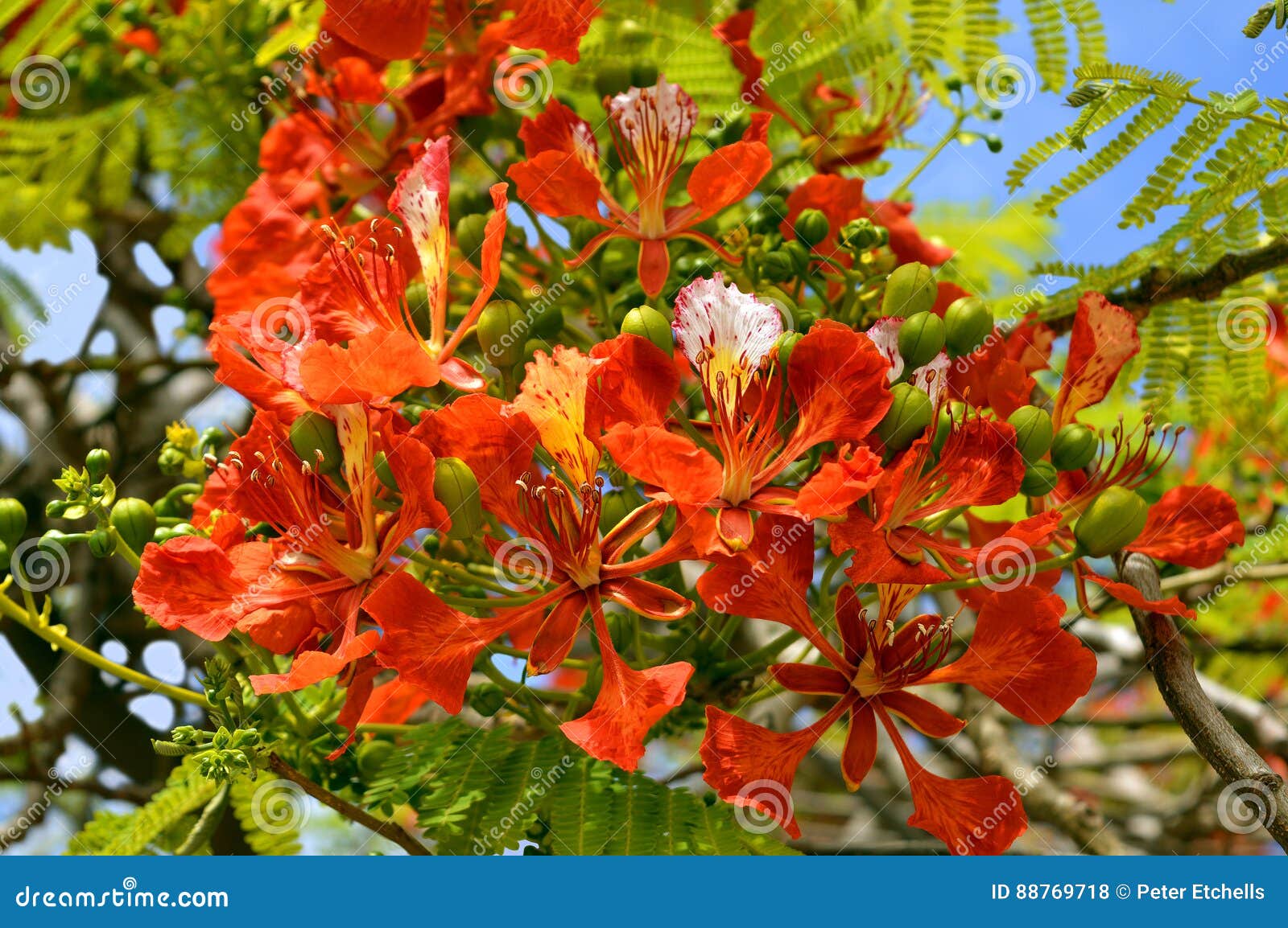 Flame of the forest tree stock photo. Image of flame 88769718