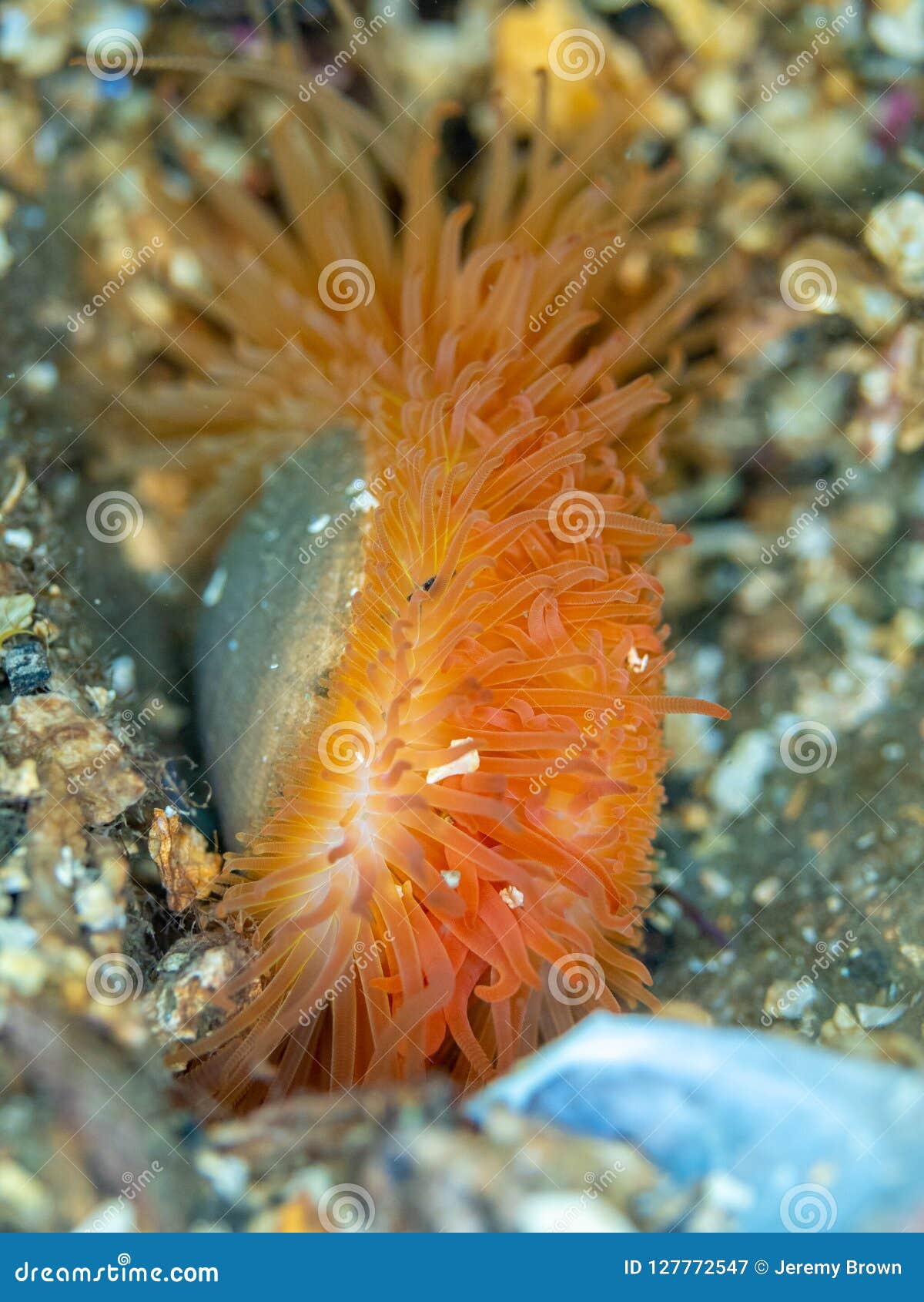 flame shell. loch carron, scotland