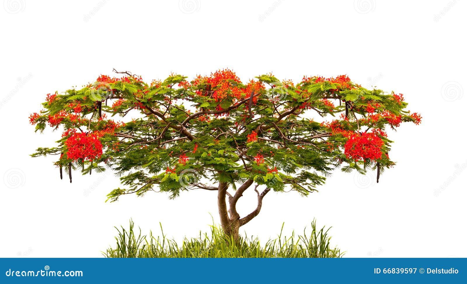 flame tree of flamboyant (delonix regia)  on white